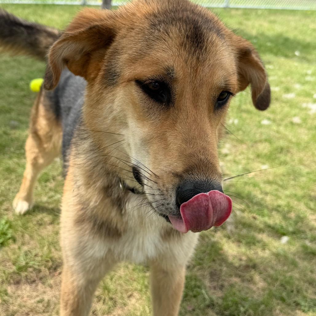 Enlarge Gunnison, a Adoptable German Shepherd Dog in Detroit Lakes, MN image 5/6