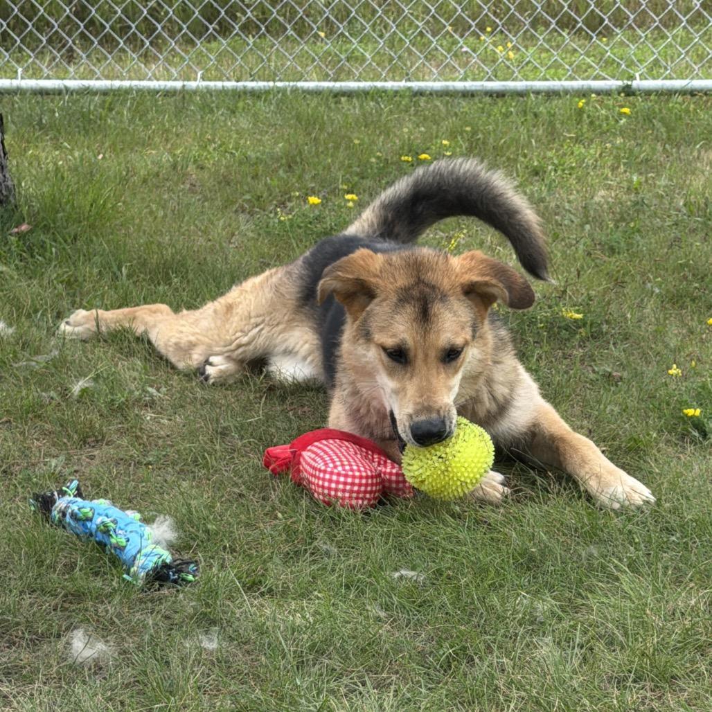 Enlarge Gunnison, a Adoptable German Shepherd Dog in Detroit Lakes, MN image 6/6