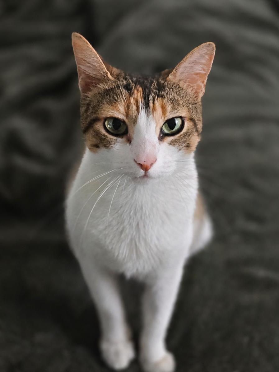Empress Ibu of Tulamben, adopted, Adult Female Domestic Short Hair.