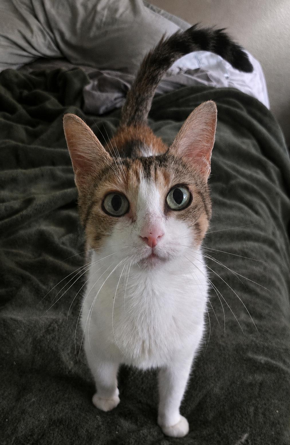 Empress Ibu of Tulamben, an adopted Domestic Short Hair in Bellevue, WA image 3/6