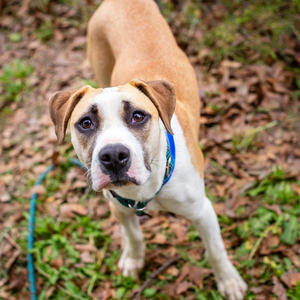 Corvette, Adoptable, Young Male Catahoula Leopard Dog & Black Mouth Cur.