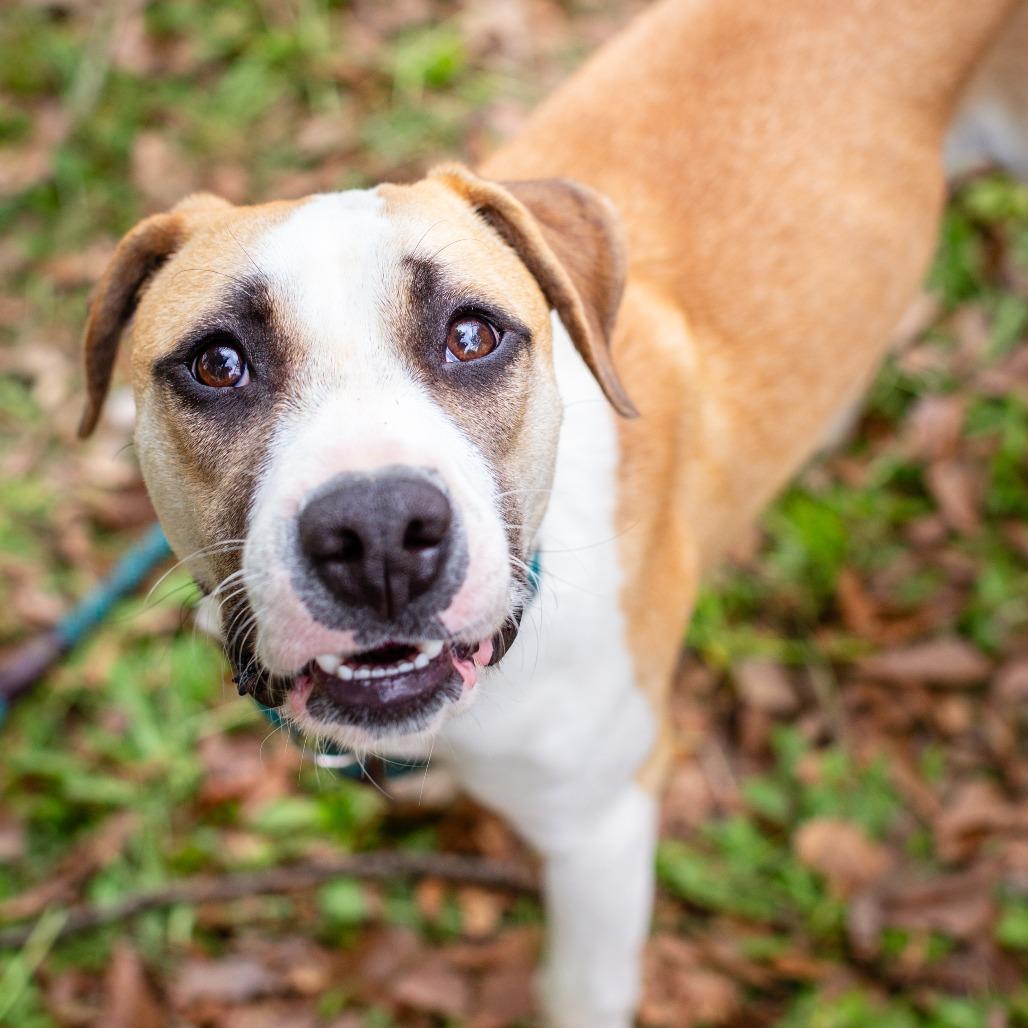 Enlarge Corvette, a Adoptable mixed breed in Hattiesburg, MS image 2/2