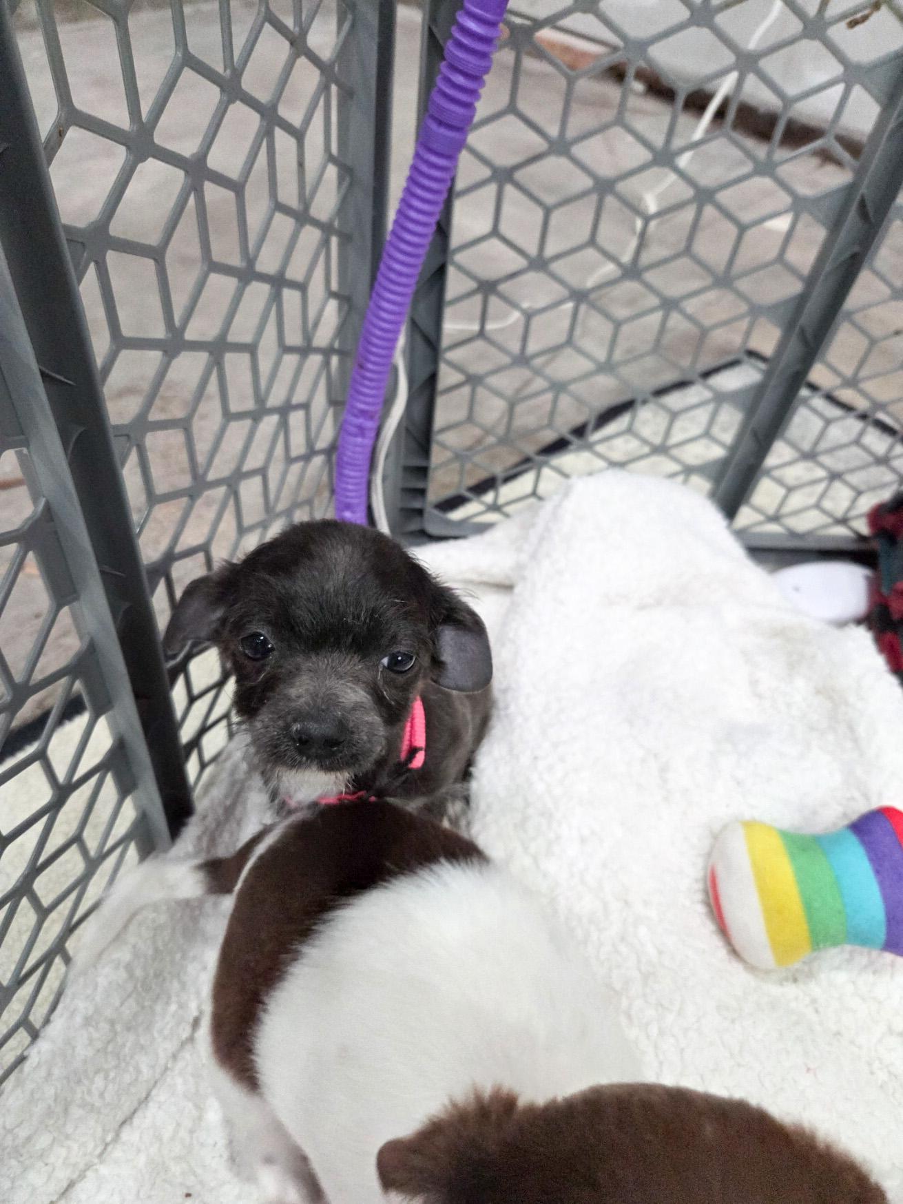 Enlarge Brigitte Bardot, a Adoptable mixed breed in West Hollywood, CA image 6/6