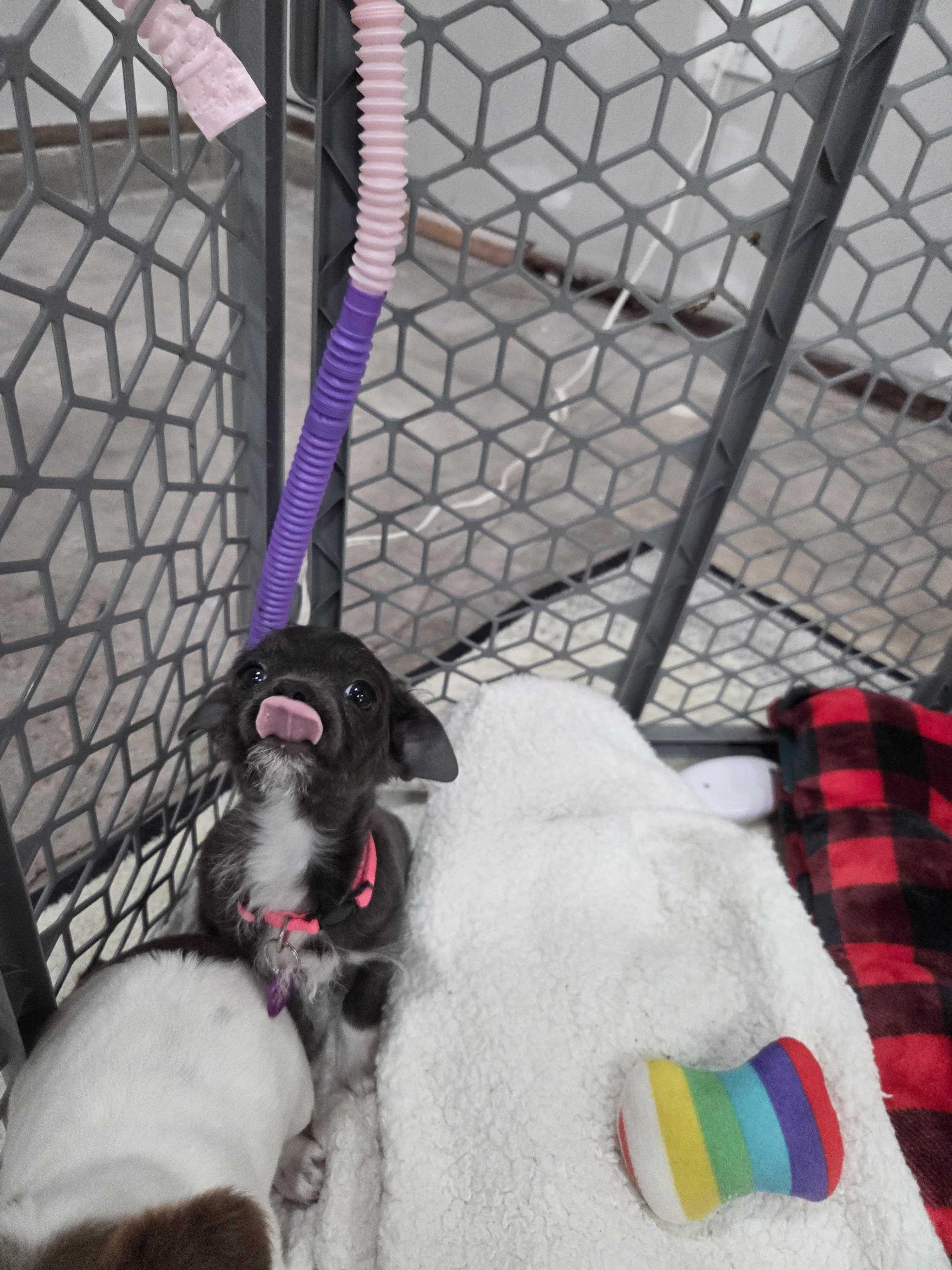 Enlarge Brigitte Bardot, a Adoptable mixed breed in West Hollywood, CA image 3/6