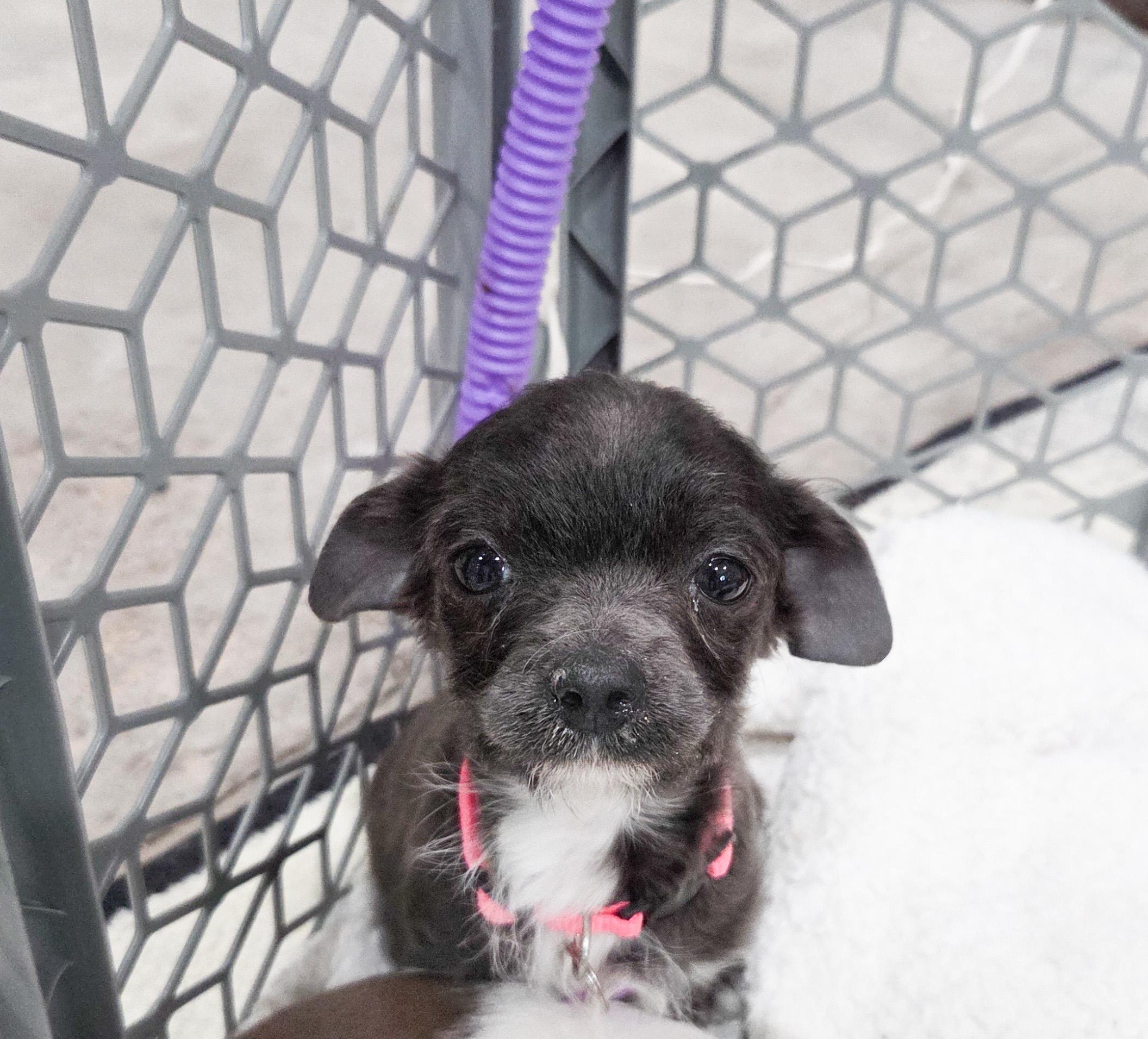 Enlarge Brigitte Bardot, a Adoptable mixed breed in West Hollywood, CA image 1/6