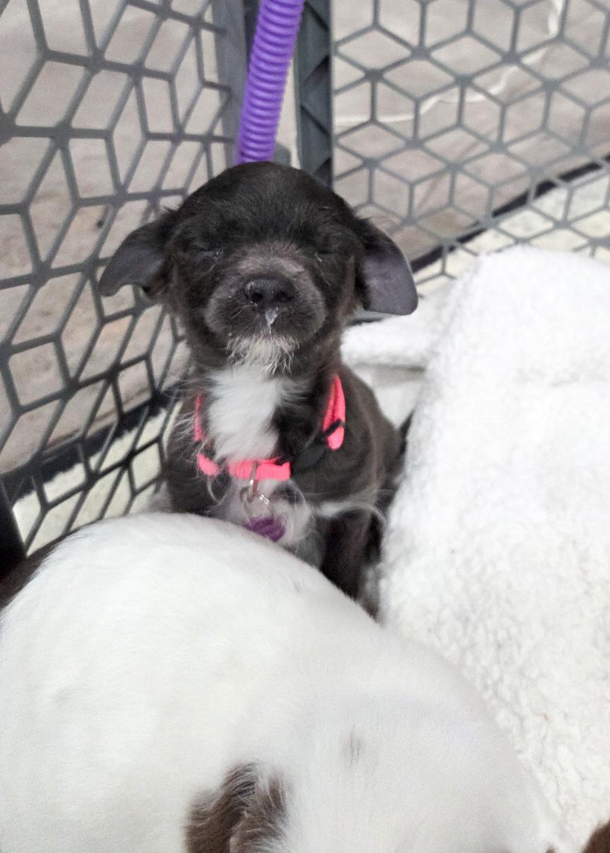 Enlarge Brigitte Bardot, a Adoptable mixed breed in West Hollywood, CA image 4/6