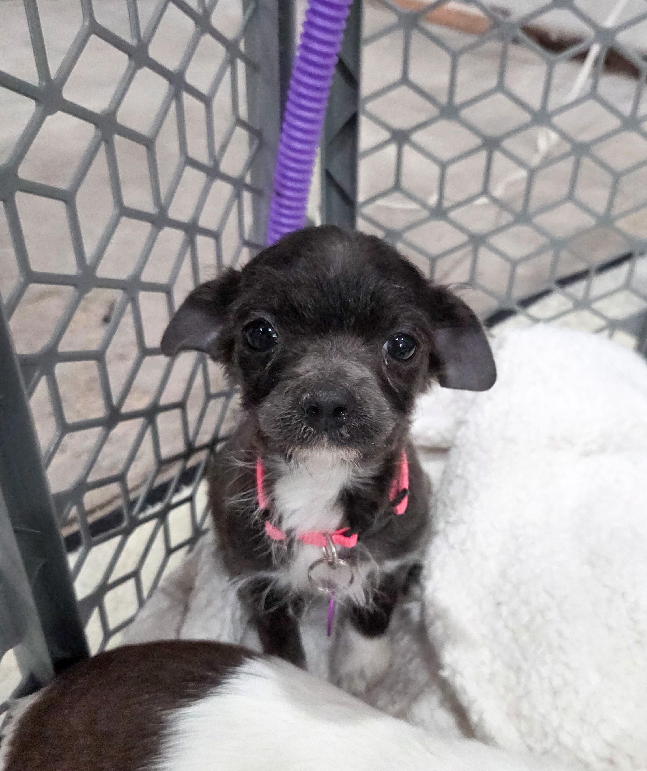 Enlarge Brigitte Bardot, a Adoptable mixed breed in West Hollywood, CA image 2/6