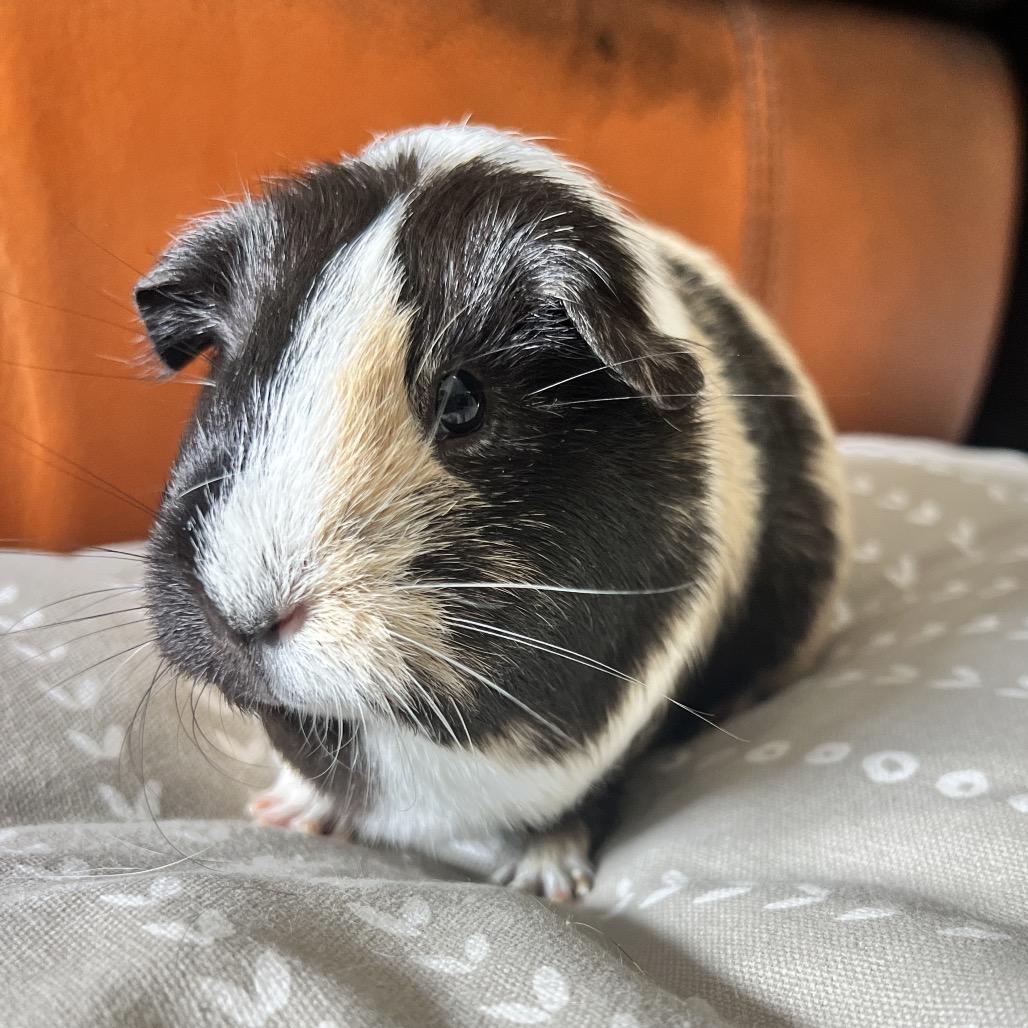 Enlarge Lucy, a Adoptable Guinea Pig in Miami, FL image 1/6