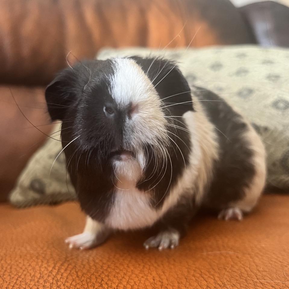 Enlarge Lucy, a Adoptable Guinea Pig in Miami, FL image 2/6