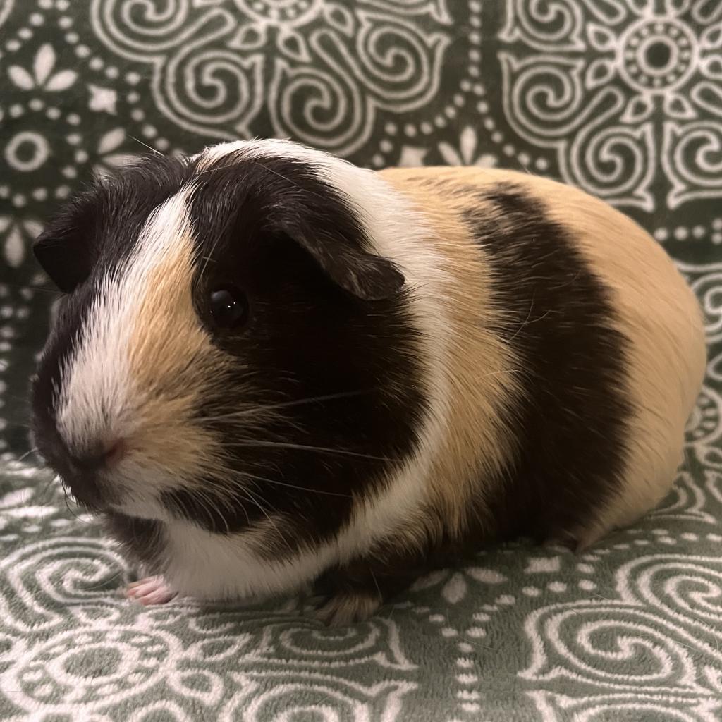 Enlarge Lucy, a Adoptable Guinea Pig in Miami, FL image 3/6