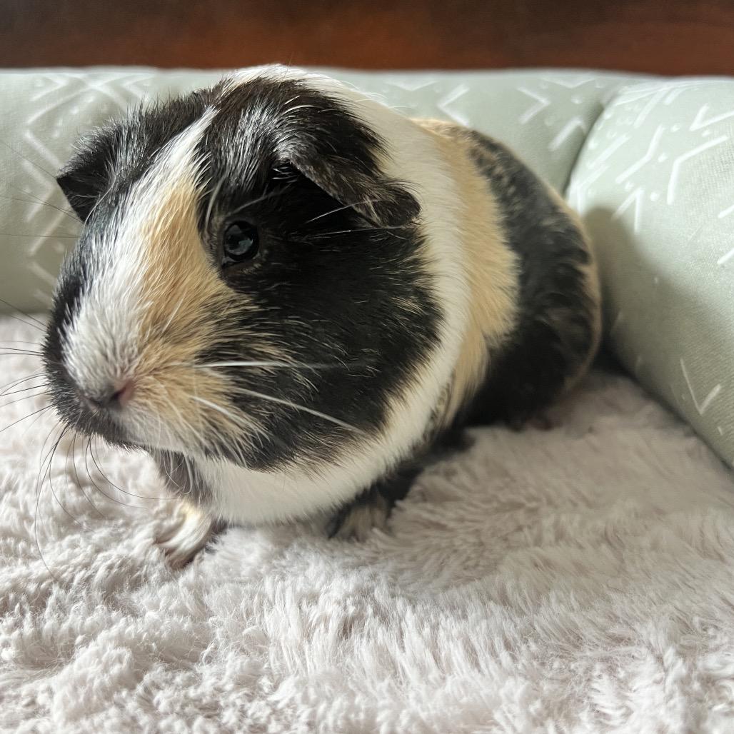 Enlarge Lucy, a Adoptable Guinea Pig in Miami, FL image 4/6
