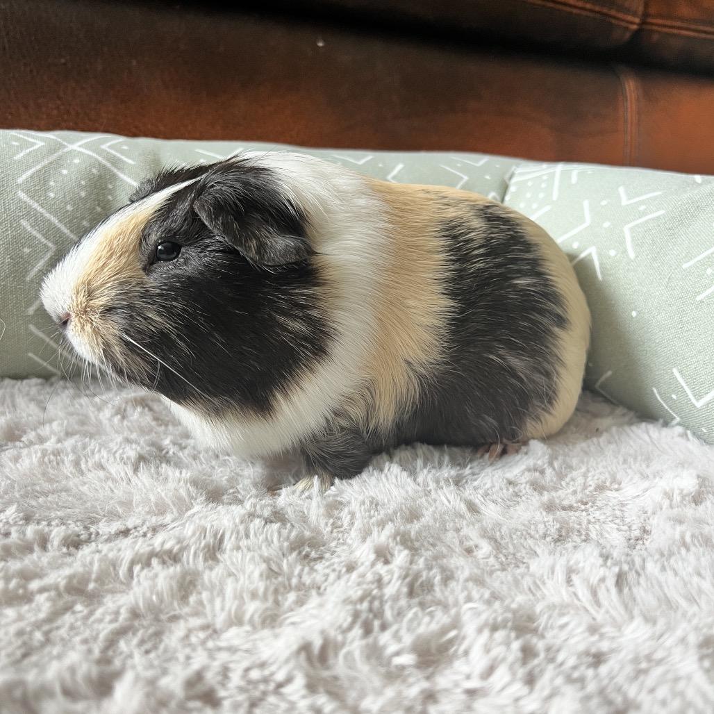 Enlarge Lucy, a Adoptable Guinea Pig in Miami, FL image 5/6