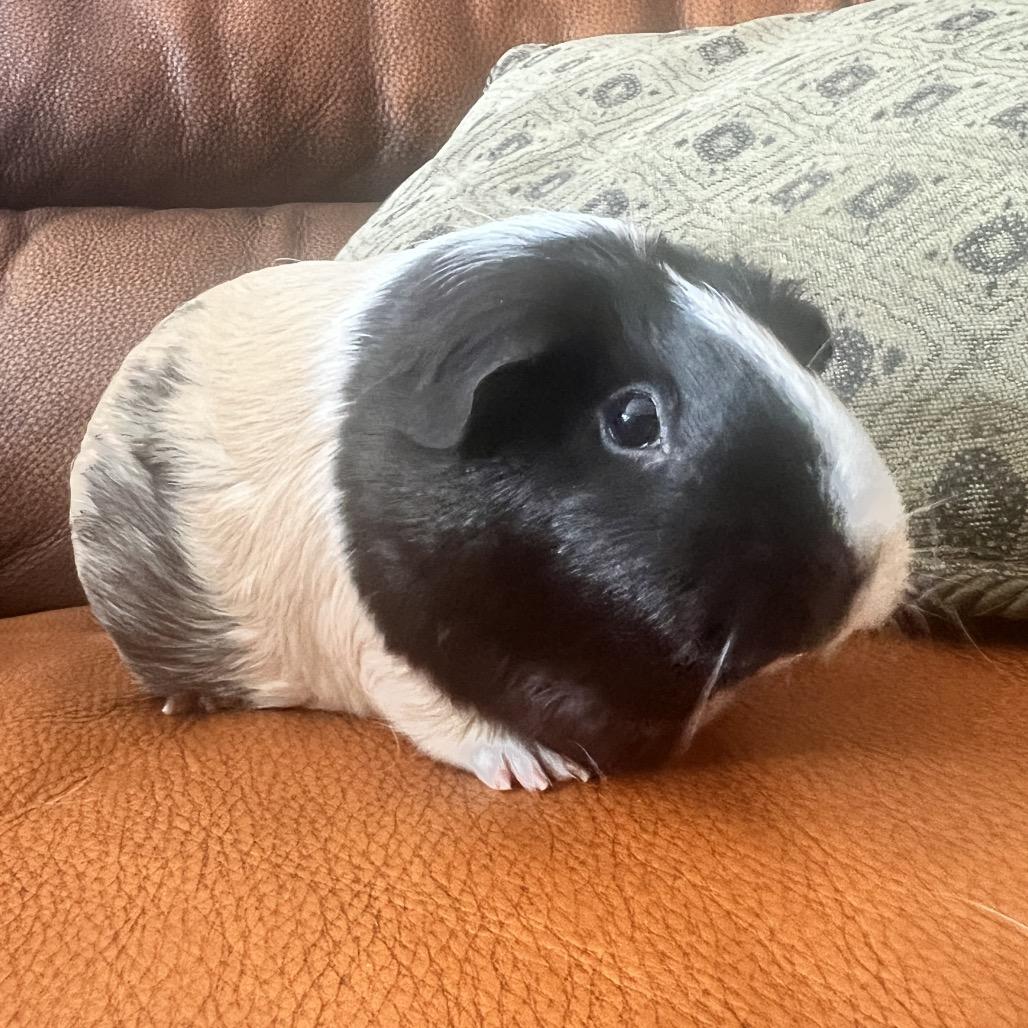 Enlarge Lucy, a Adoptable Guinea Pig in Miami, FL image 6/6