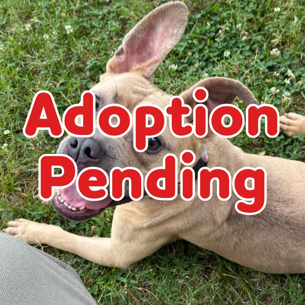 Cassiopeia 26-053, Adoptable, Adult Female Pit Bull Terrier.