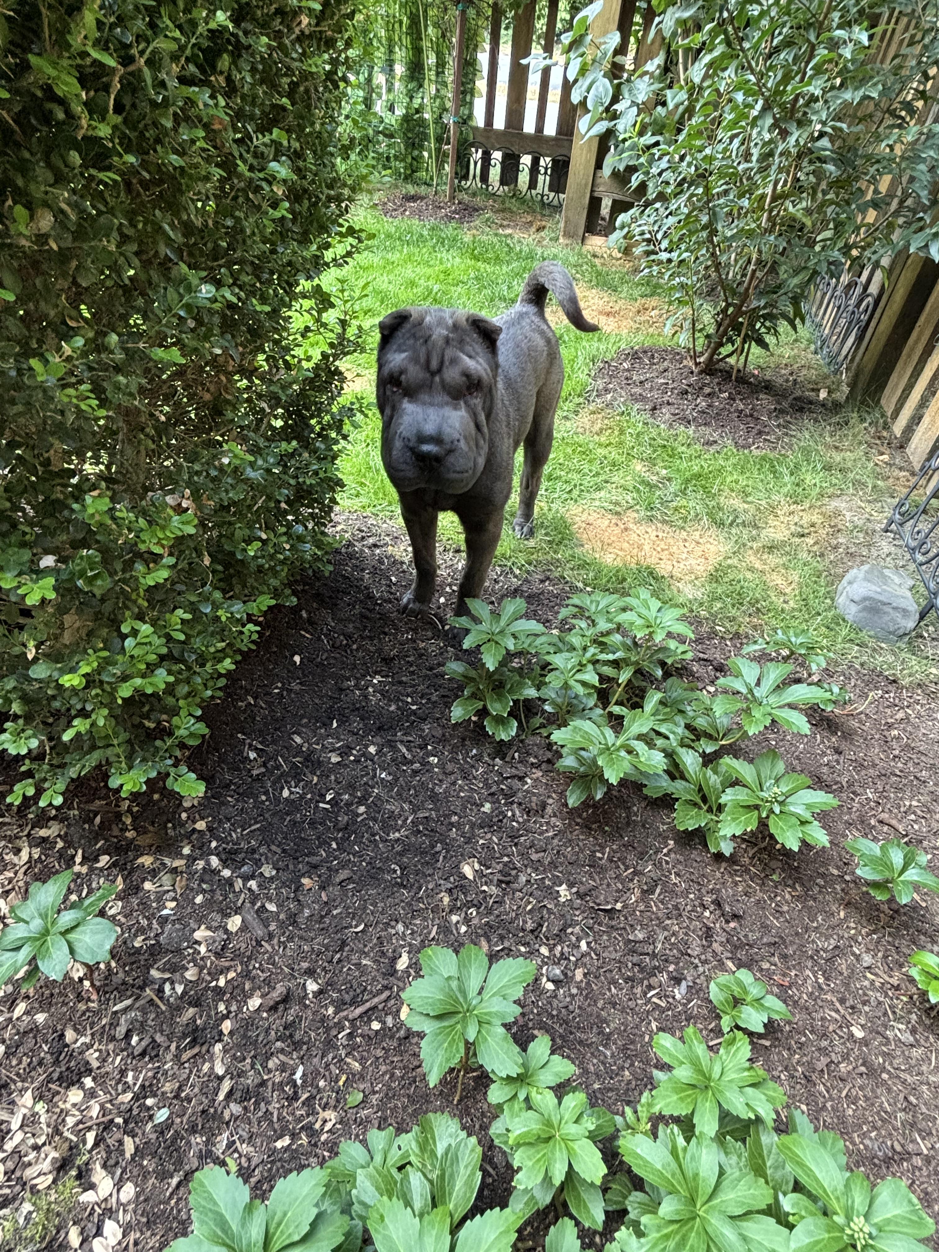 Enlarge Puppy Dolly, a Adopted Shar-Pei in Vancouver, BC image 4/5