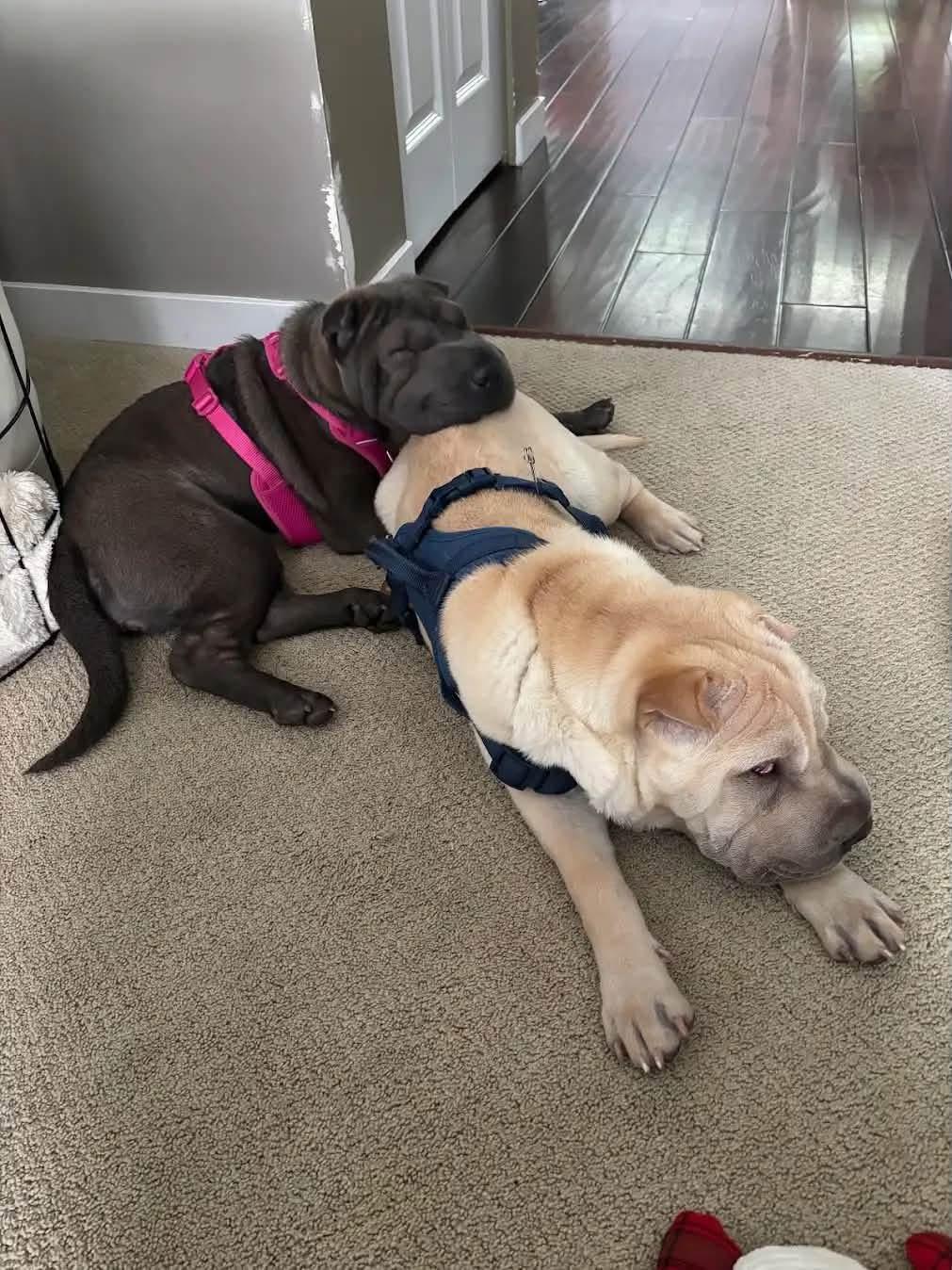 Enlarge Puppy Dolly, a Adopted Shar-Pei in Vancouver, BC image 2/5