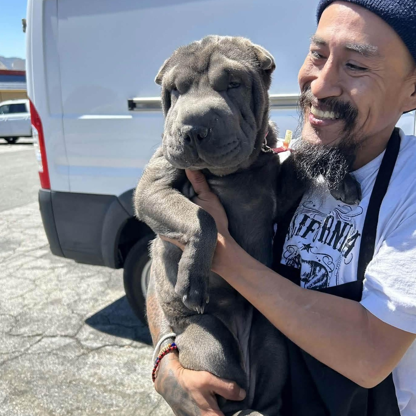 Puppy Dolly, Adopted, Puppy Female Shar-Pei.