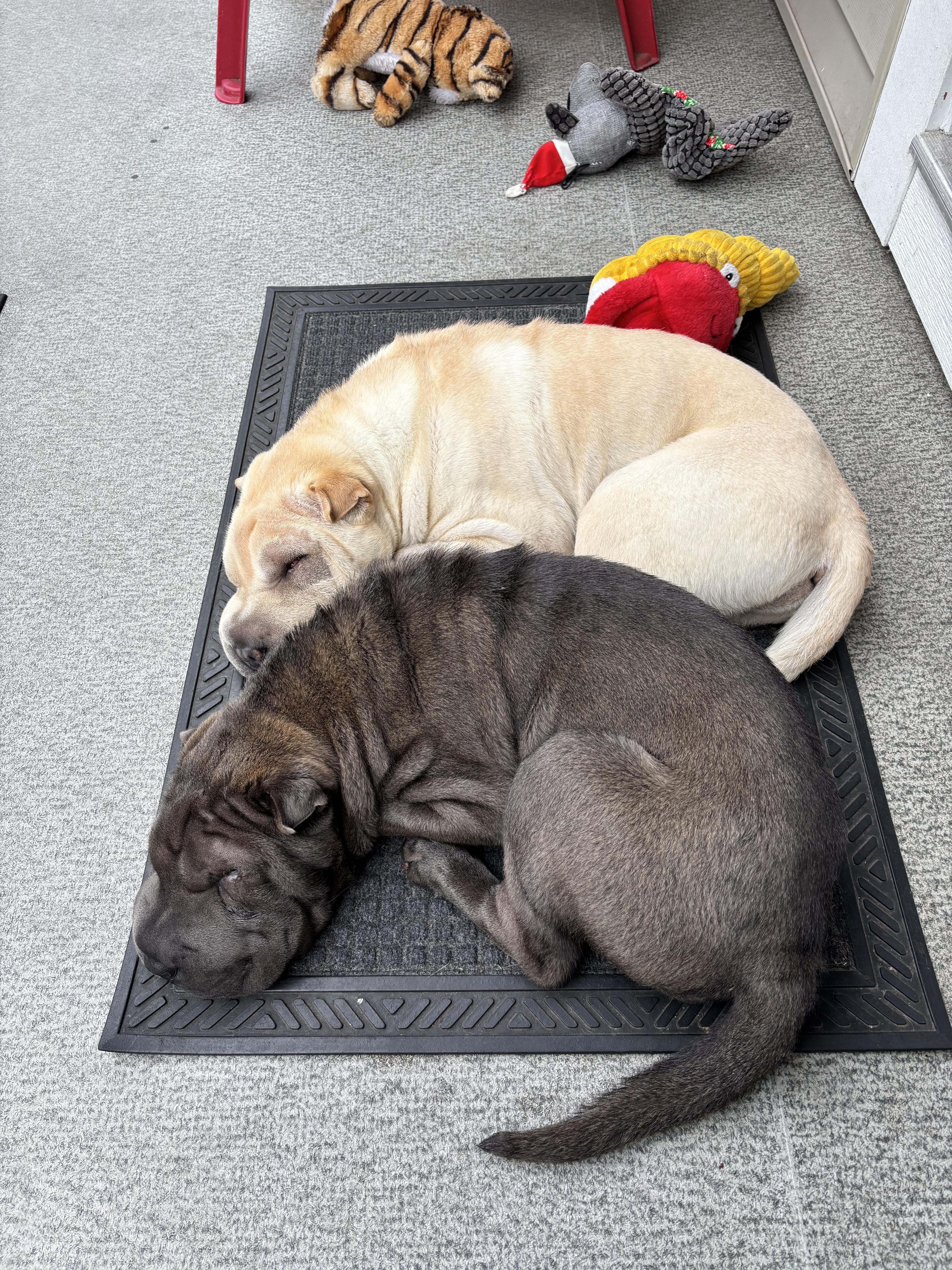 Enlarge Puppy Dolly, a Adopted Shar-Pei in Vancouver, BC image 5/5