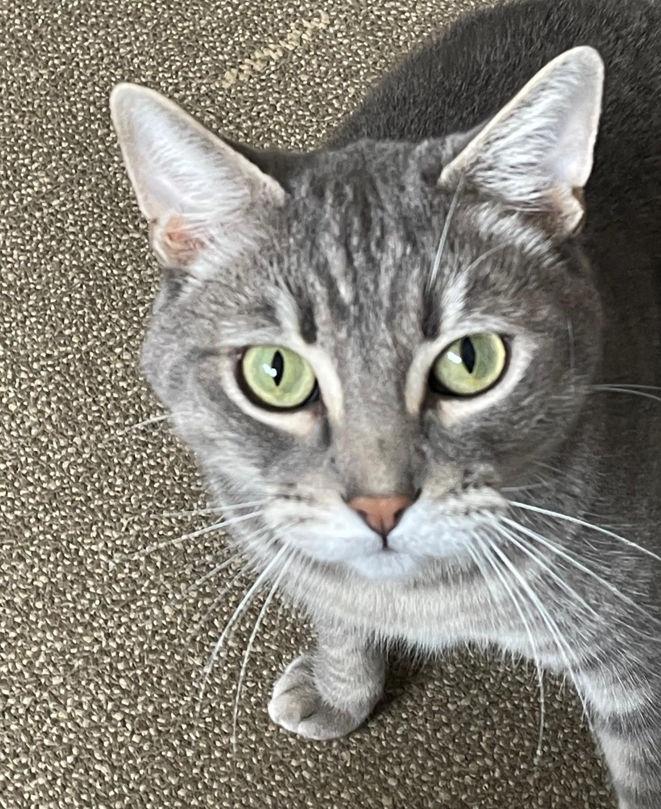 George, Young Male Tabby