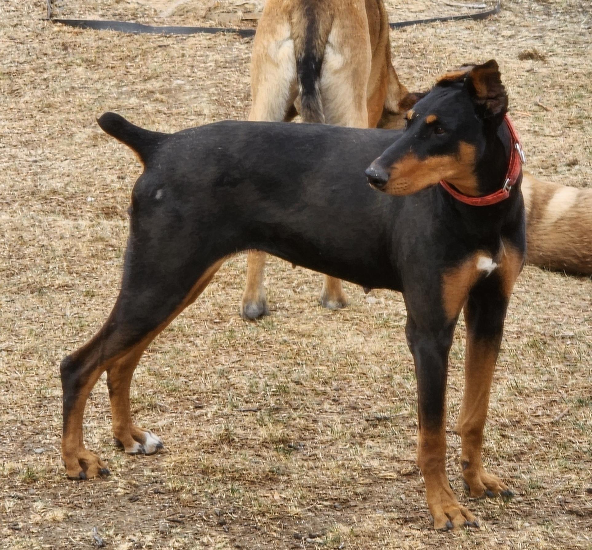 Enlarge Debbie, a Adoptable Doberman Pinscher in Windsor, CO image 1/6