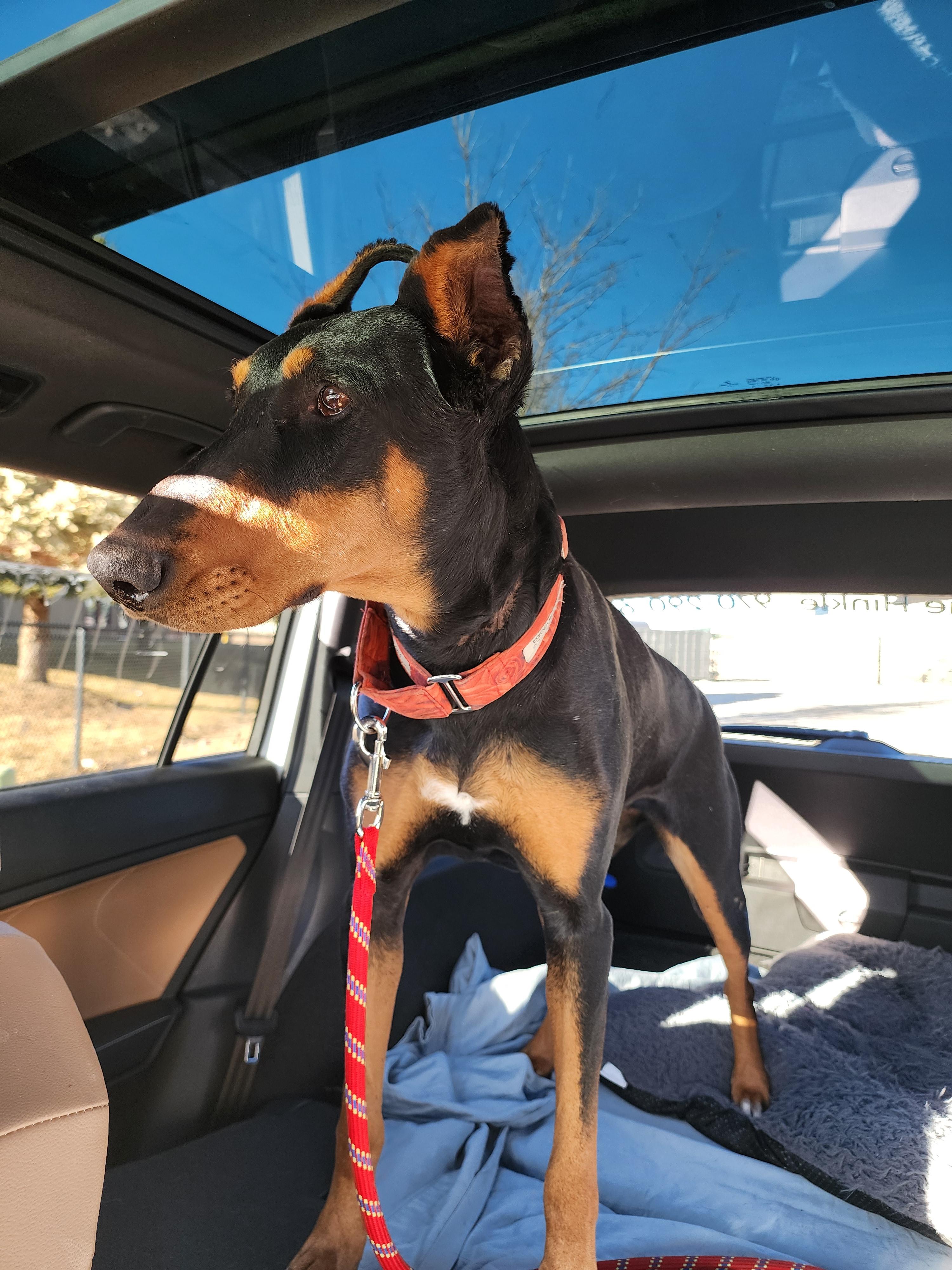 Enlarge Debbie, a Adoptable Doberman Pinscher in Windsor, CO image 2/6