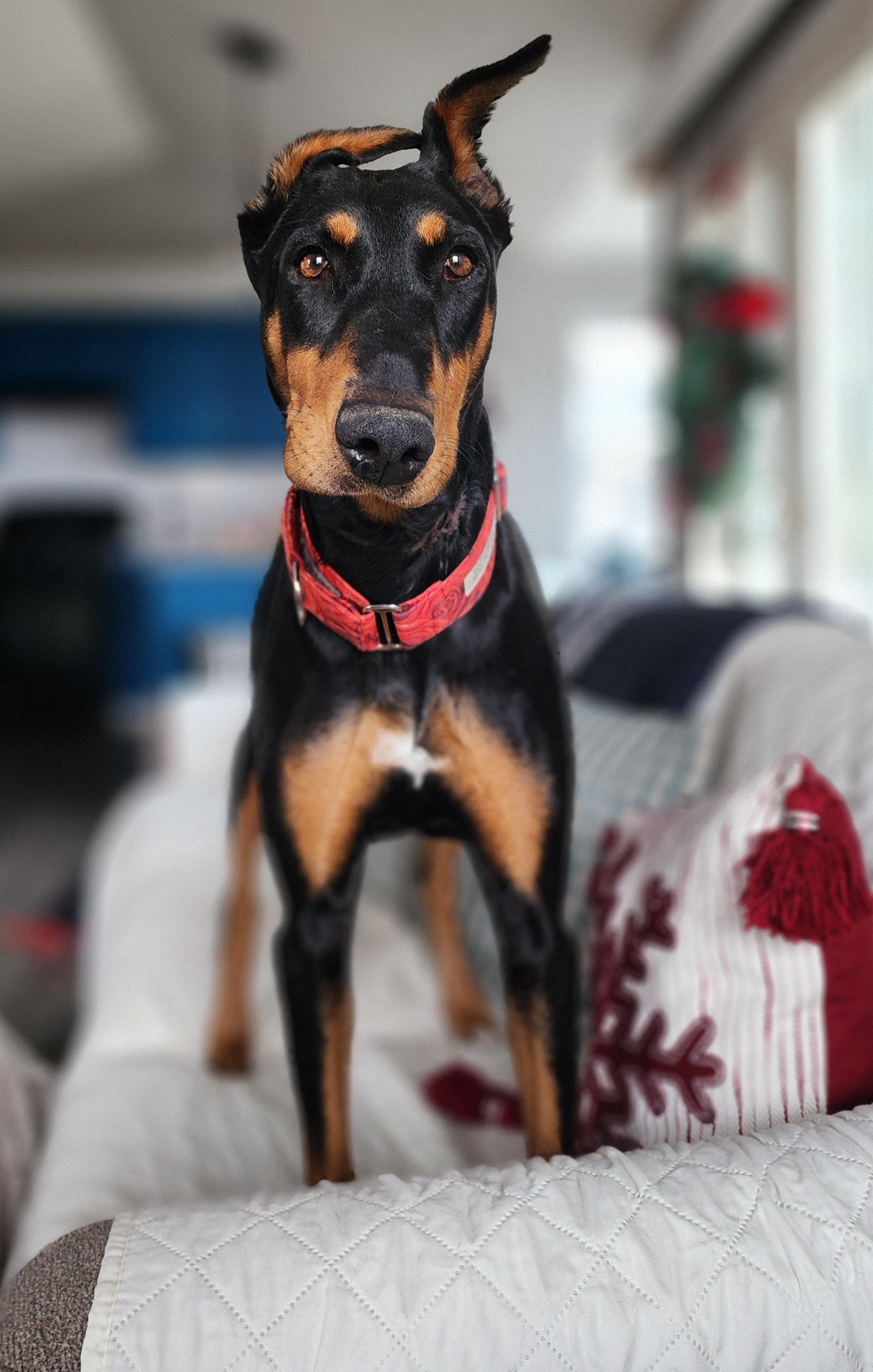 Enlarge Debbie, a Adoptable Doberman Pinscher in Windsor, CO image 2/6