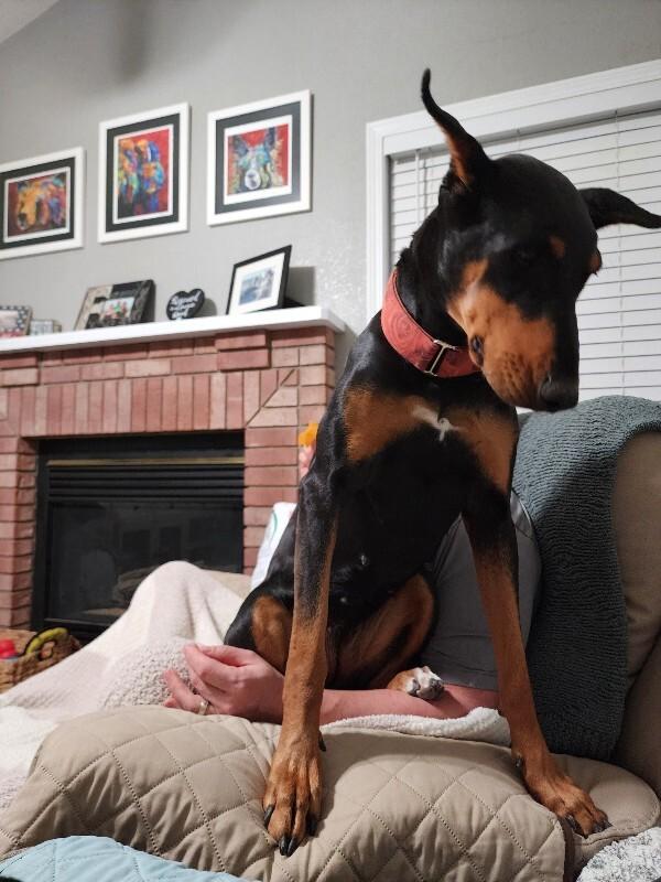Enlarge Debbie, a Adoptable Doberman Pinscher in Windsor, CO image 3/6