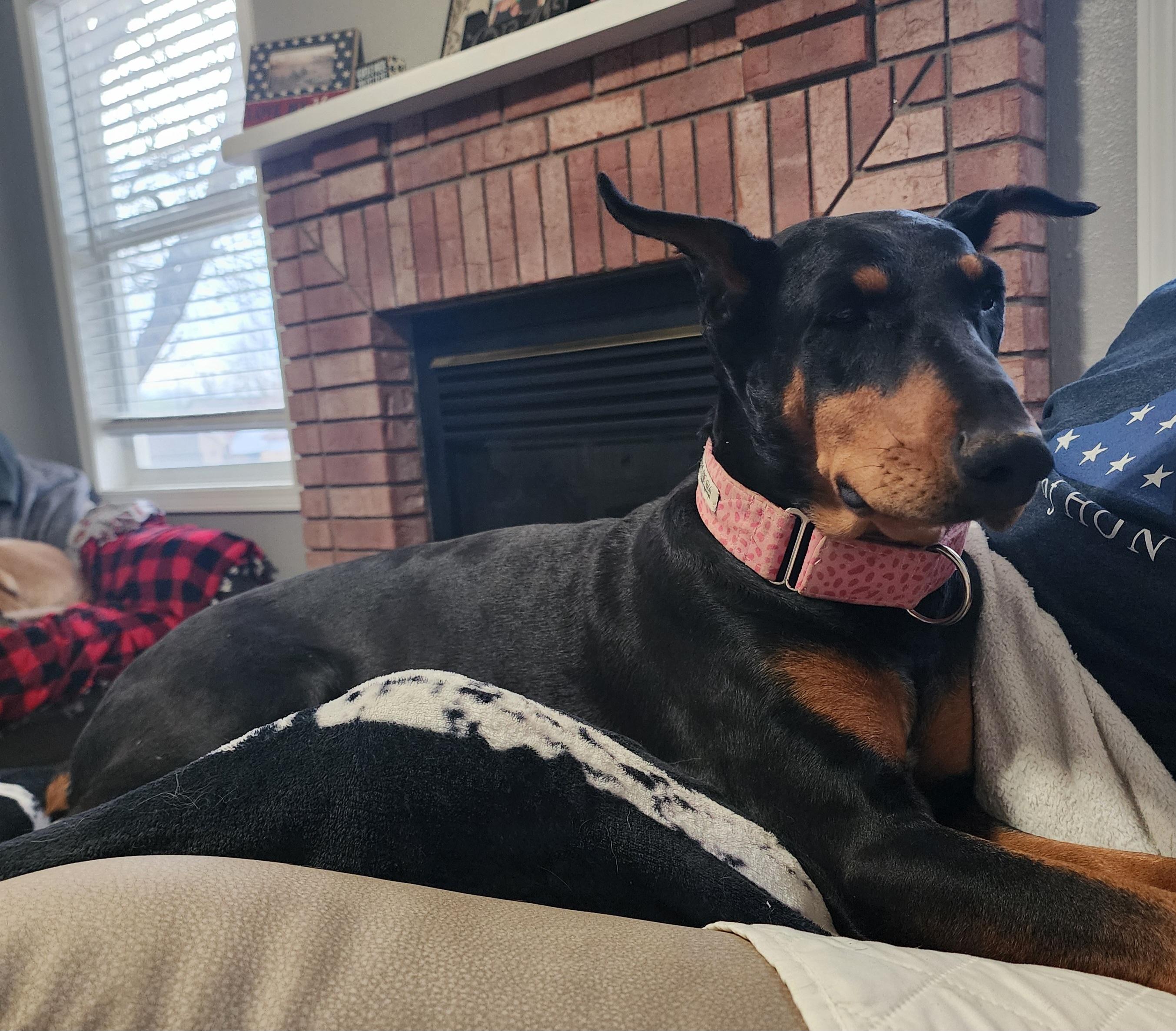Debbie, Adoptable, Adult Female Doberman Pinscher.
