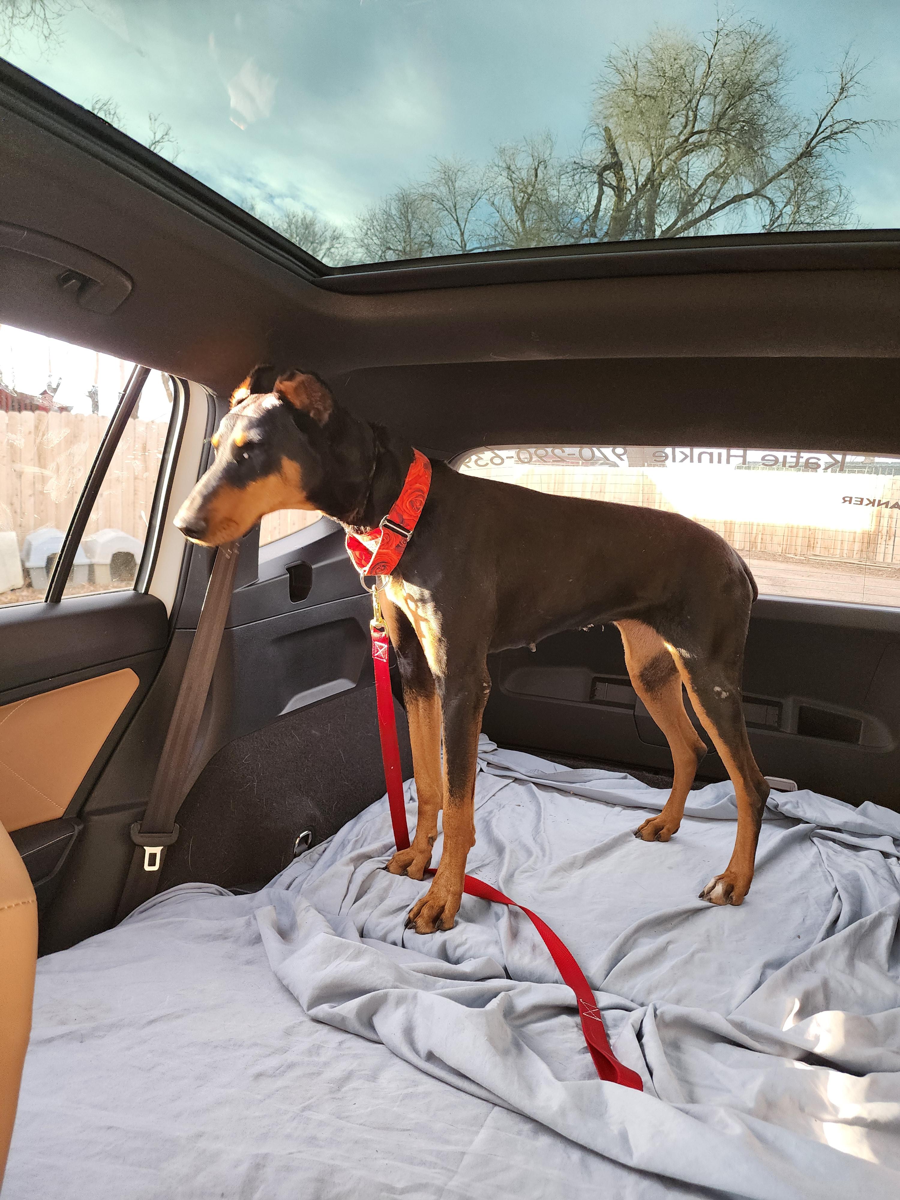 Enlarge Debbie, a Adoptable Doberman Pinscher in Windsor, CO image 4/6