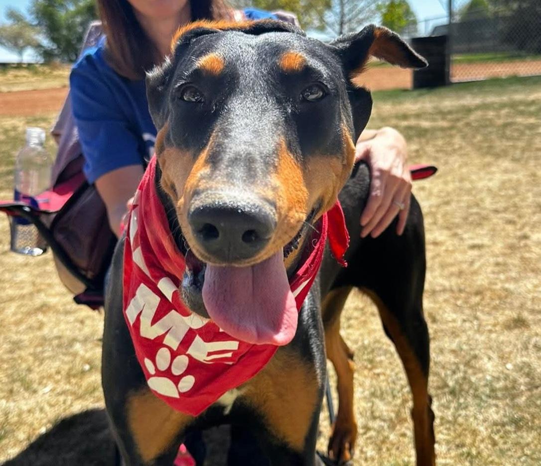 Debbie, a Adoptable Doberman Pinscher in Windsor, CO image 2/6