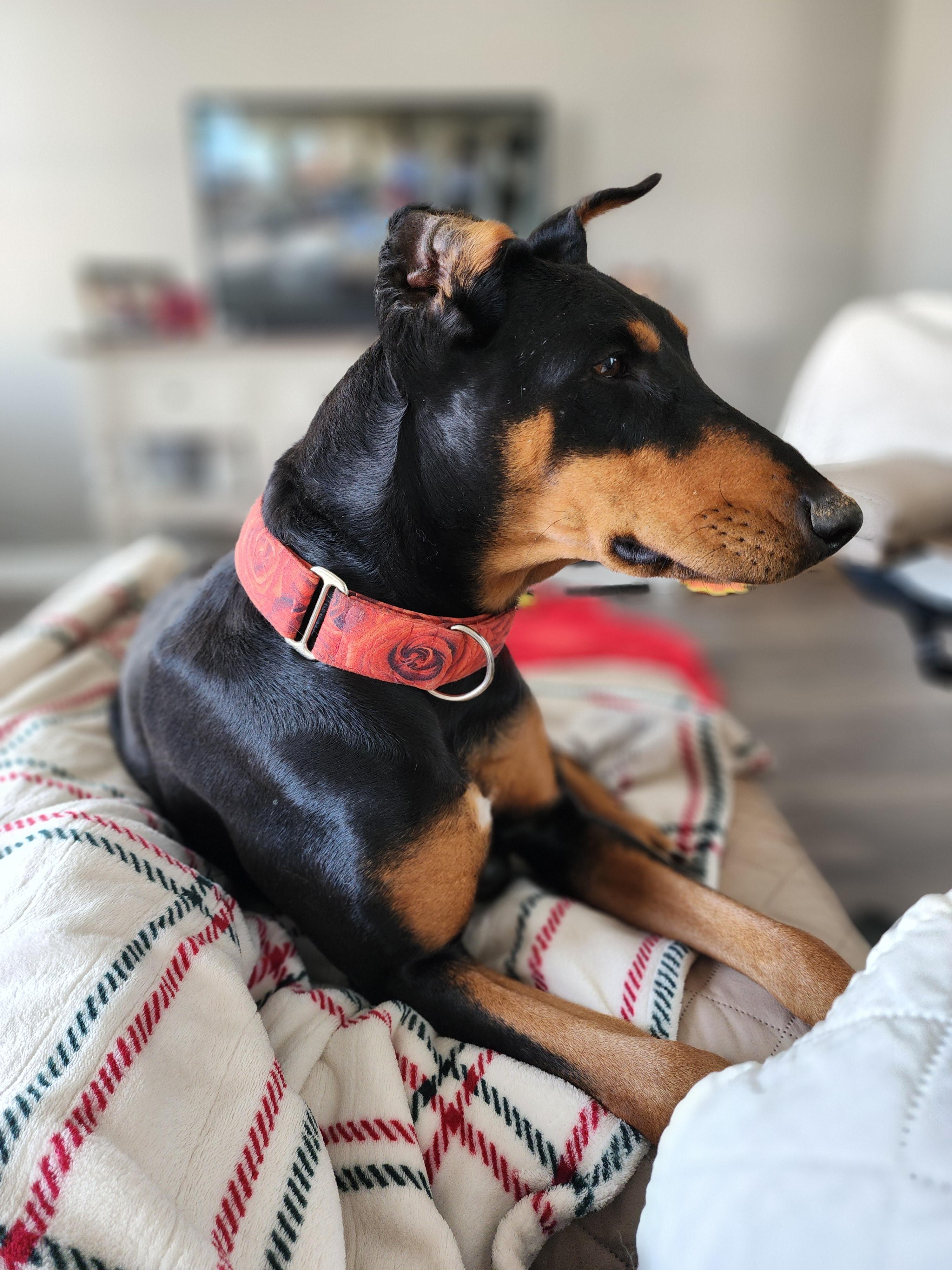 Enlarge Debbie, a Adoptable Doberman Pinscher in Windsor, CO image 5/6