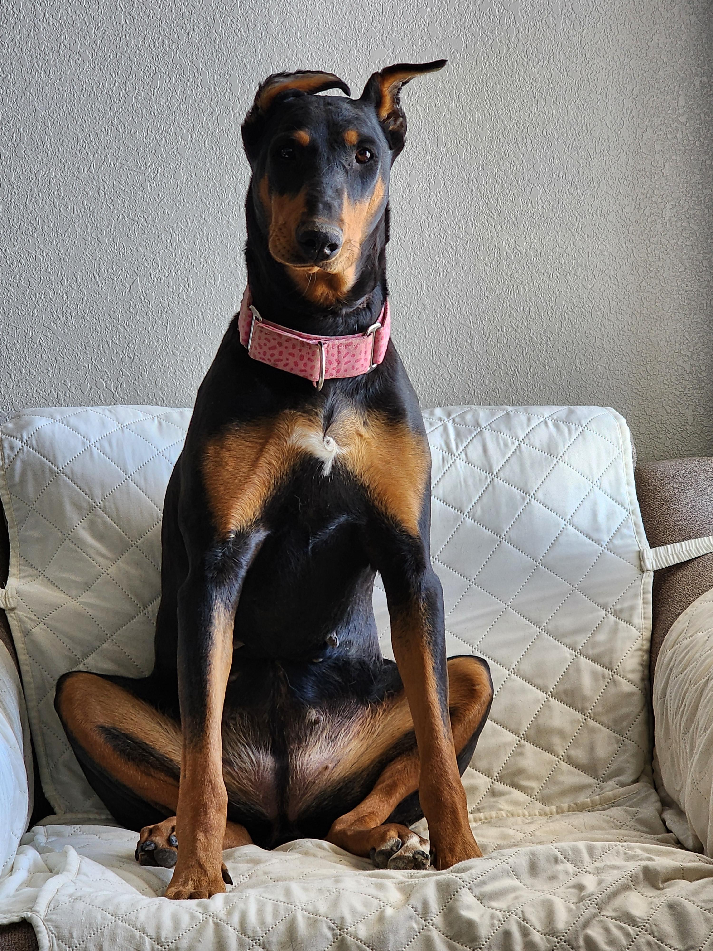Enlarge Debbie, a Adoptable Doberman Pinscher in Windsor, CO image 3/6