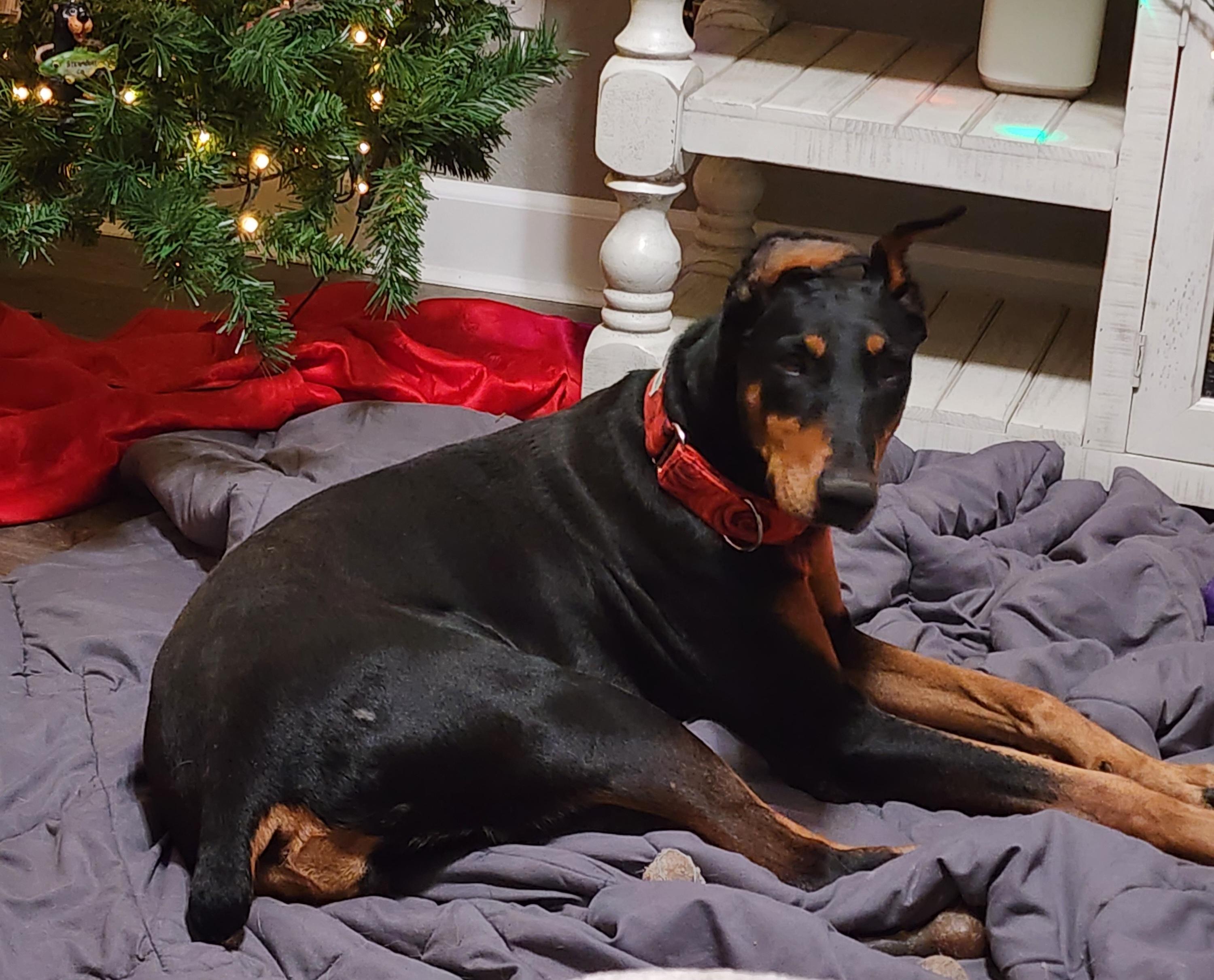 Enlarge Debbie, a Adoptable Doberman Pinscher in Windsor, CO image 4/6