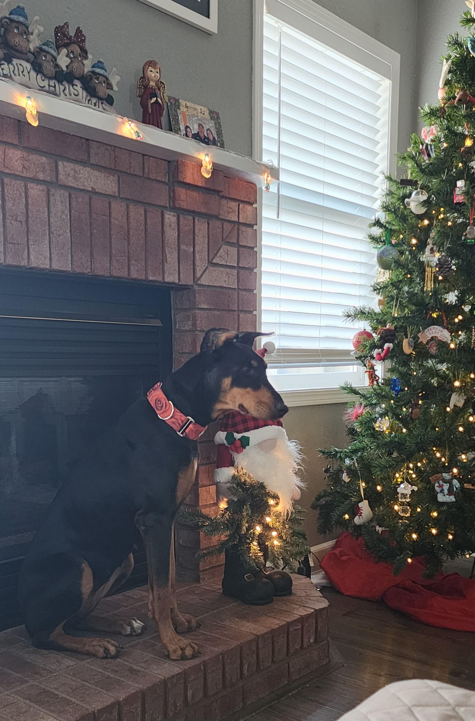 Enlarge Debbie, a Adoptable Doberman Pinscher in Windsor, CO image 6/6