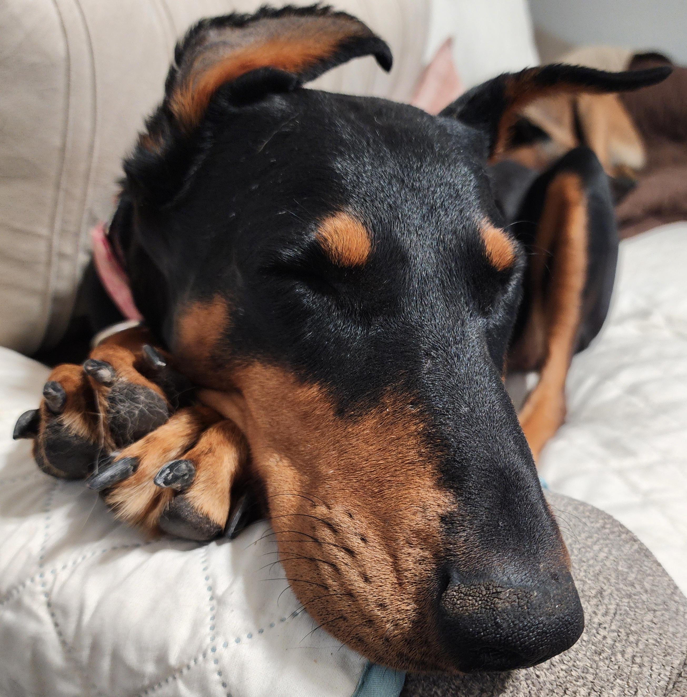 Debbie, a Adoptable Doberman Pinscher in Windsor, CO image 5/6