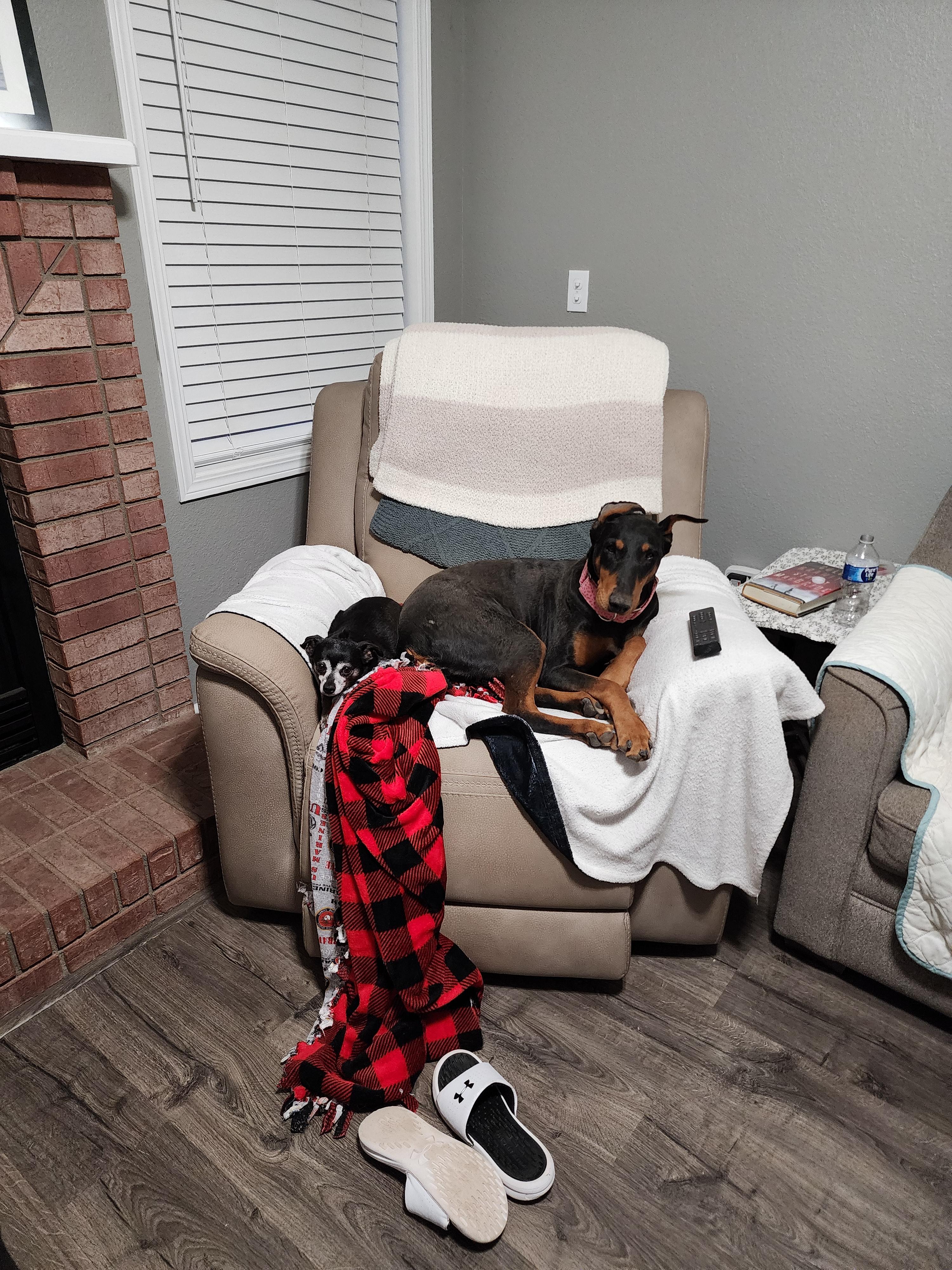 Enlarge Debbie, a Adoptable Doberman Pinscher in Windsor, CO image 6/6