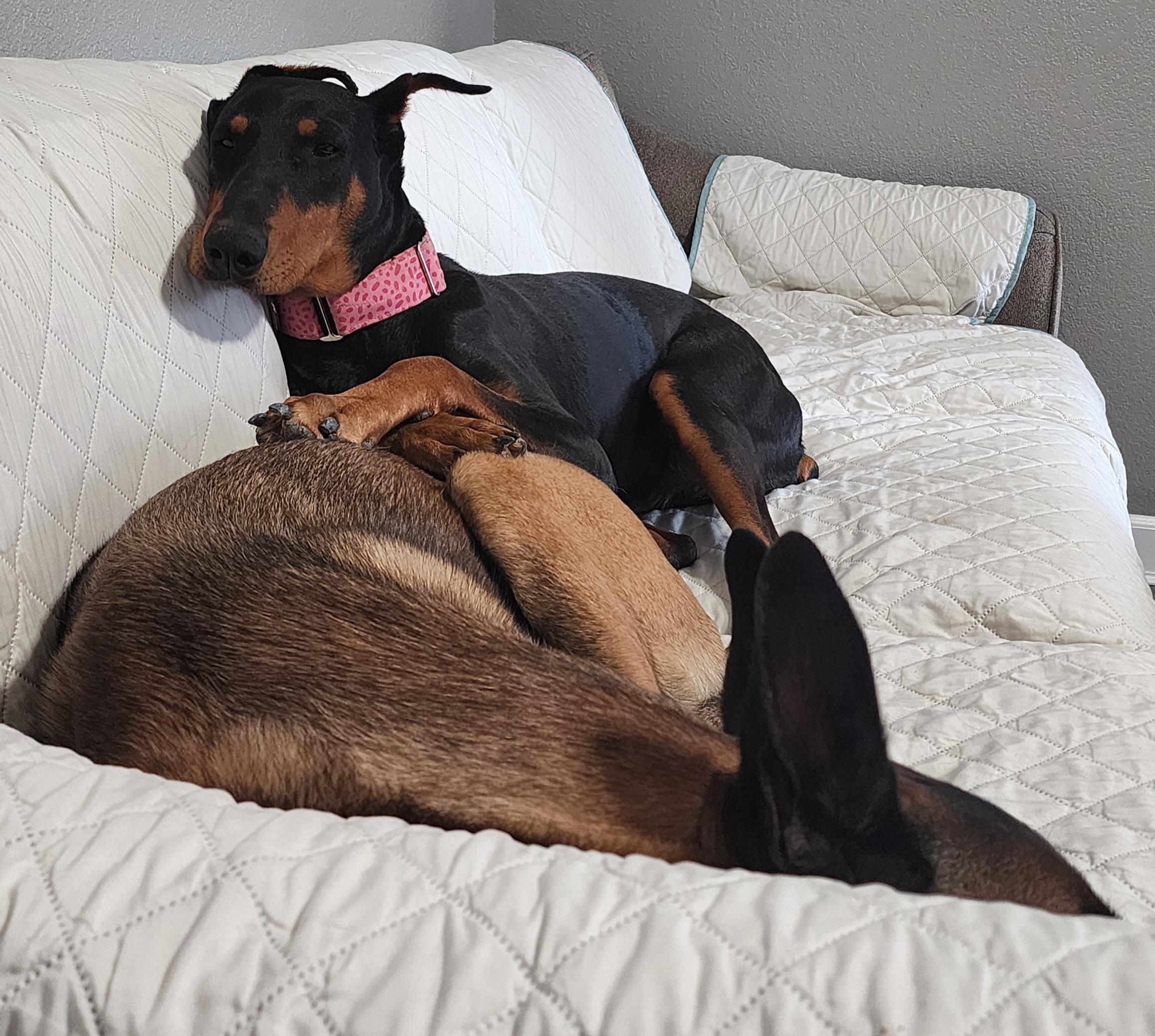 Enlarge Debbie, a Adoptable Doberman Pinscher in Windsor, CO image 6/6