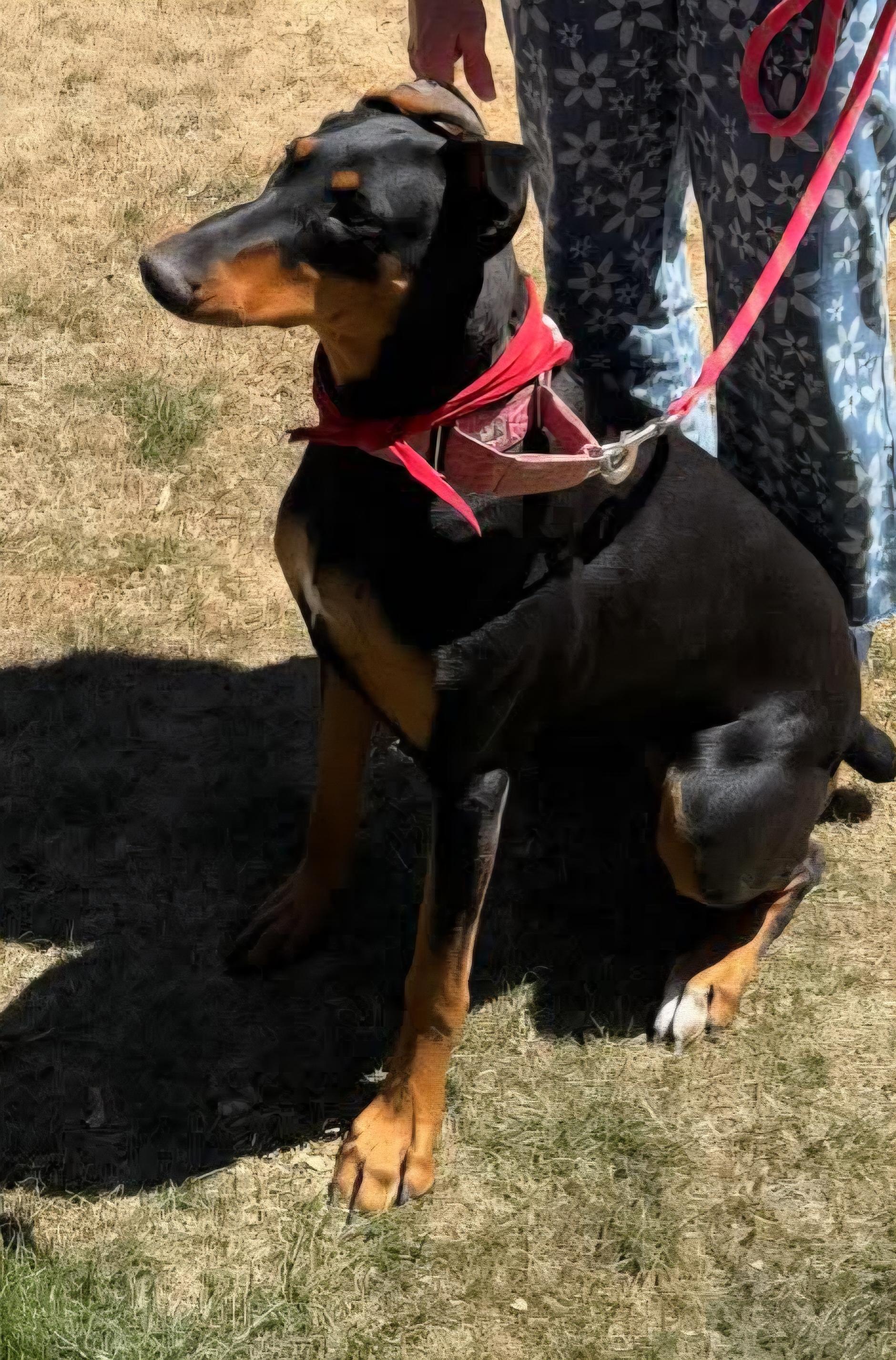 Debbie, a Adoptable Doberman Pinscher in Windsor, CO image 6/6