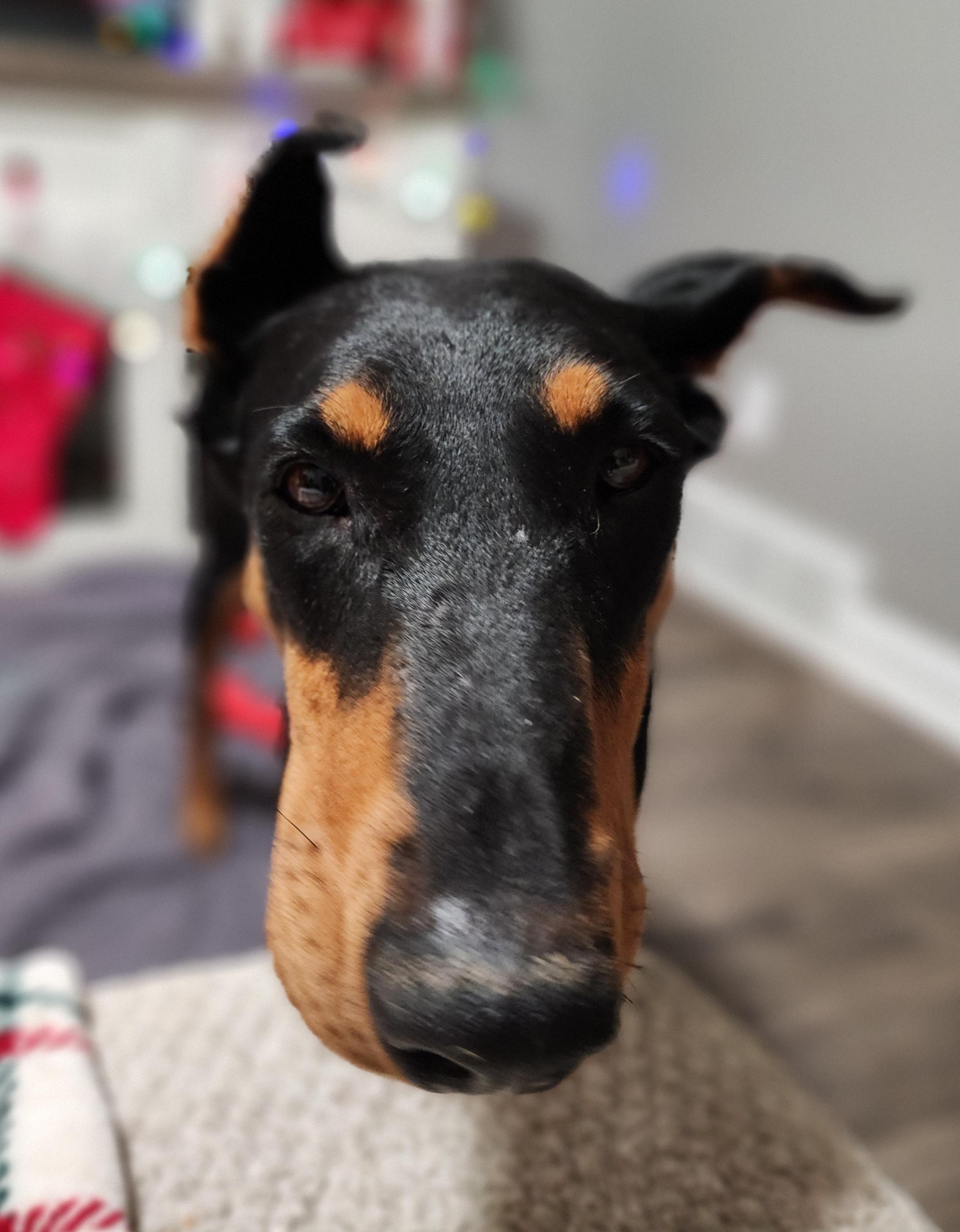 Enlarge Debbie, a Adoptable Doberman Pinscher in Windsor, CO image 5/6