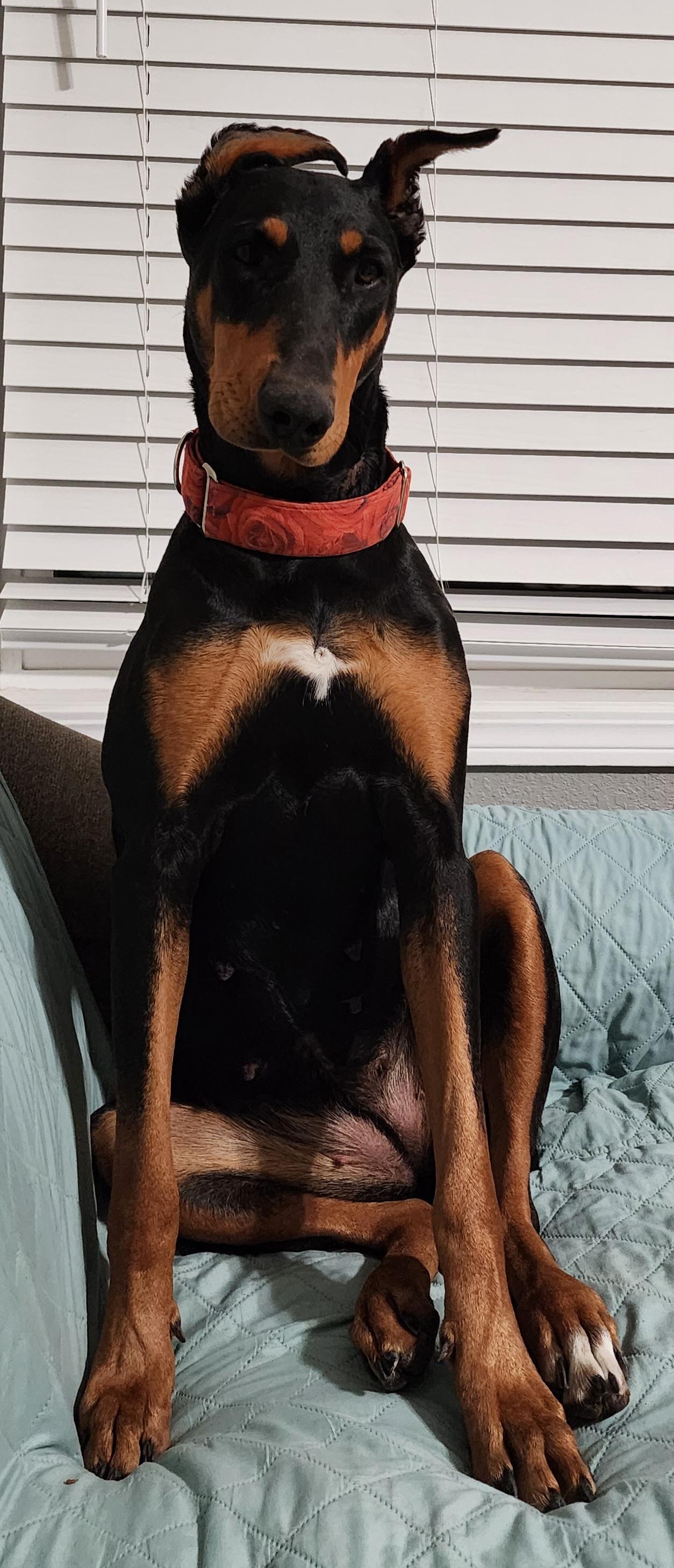 Enlarge Debbie, a Adoptable Doberman Pinscher in Windsor, CO image 6/6