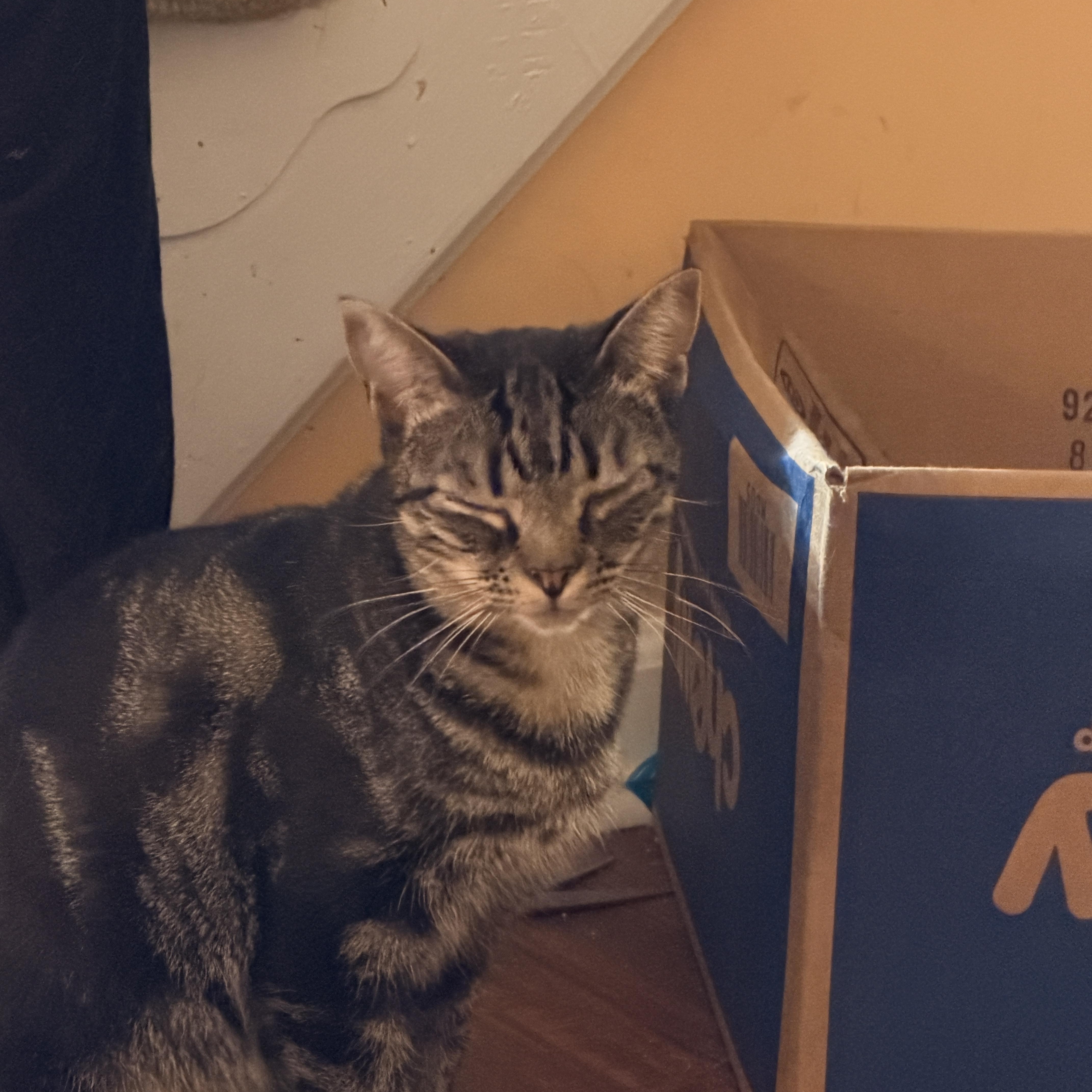 Enlarge Asteroid, a Adoptable American Shorthair in Suffolk, VA image 2/4