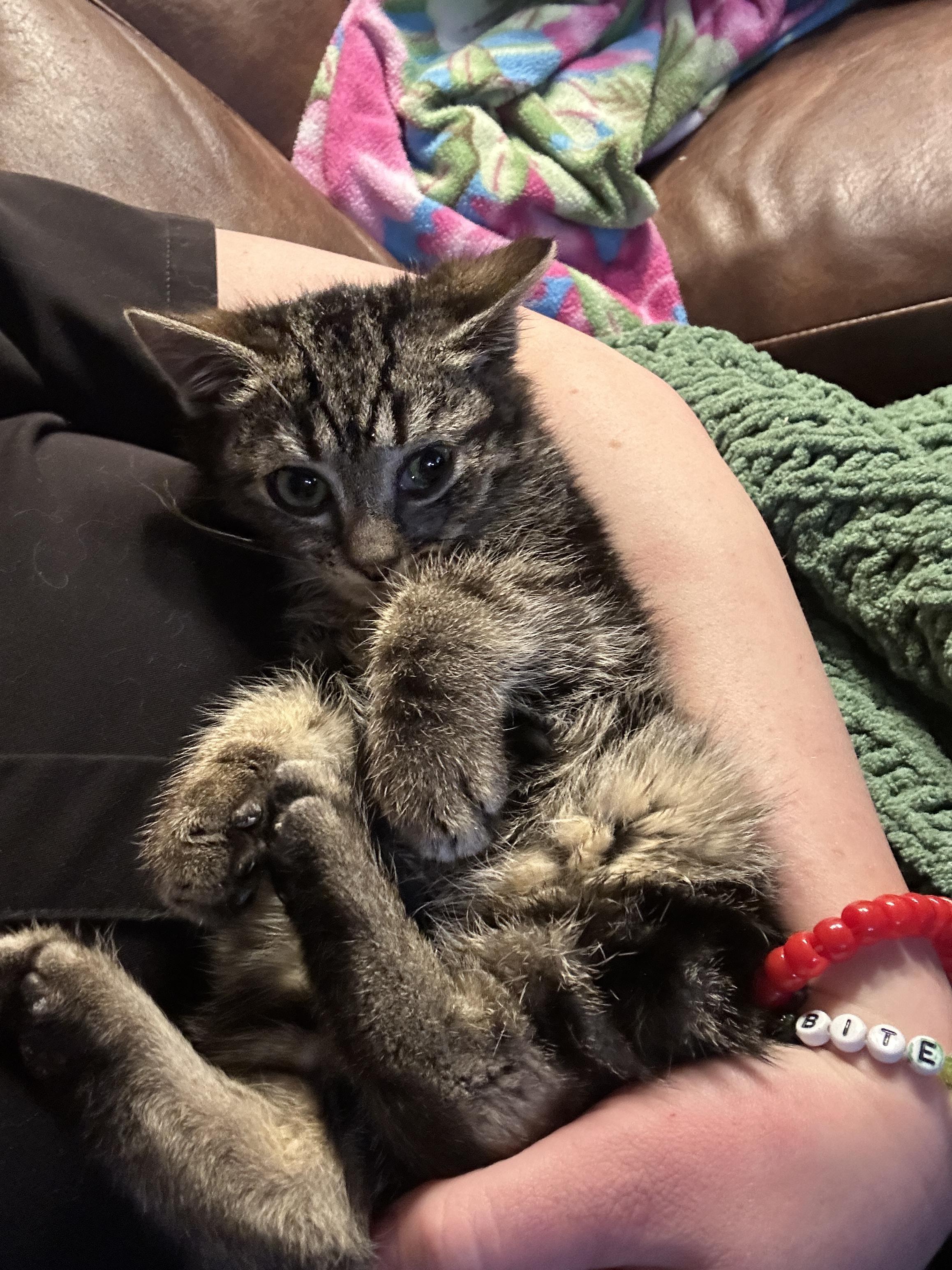 Enlarge Asteroid, a Adoptable American Shorthair in Suffolk, VA image 3/4