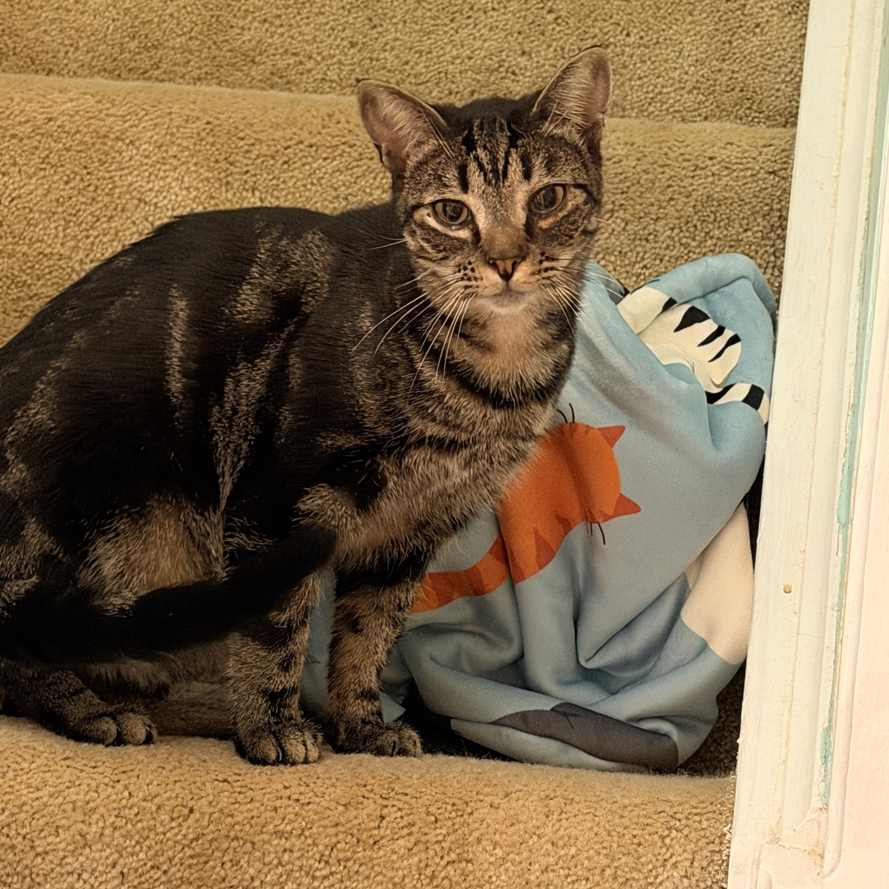 Asteroid, Adoptable, Young Male American Shorthair.