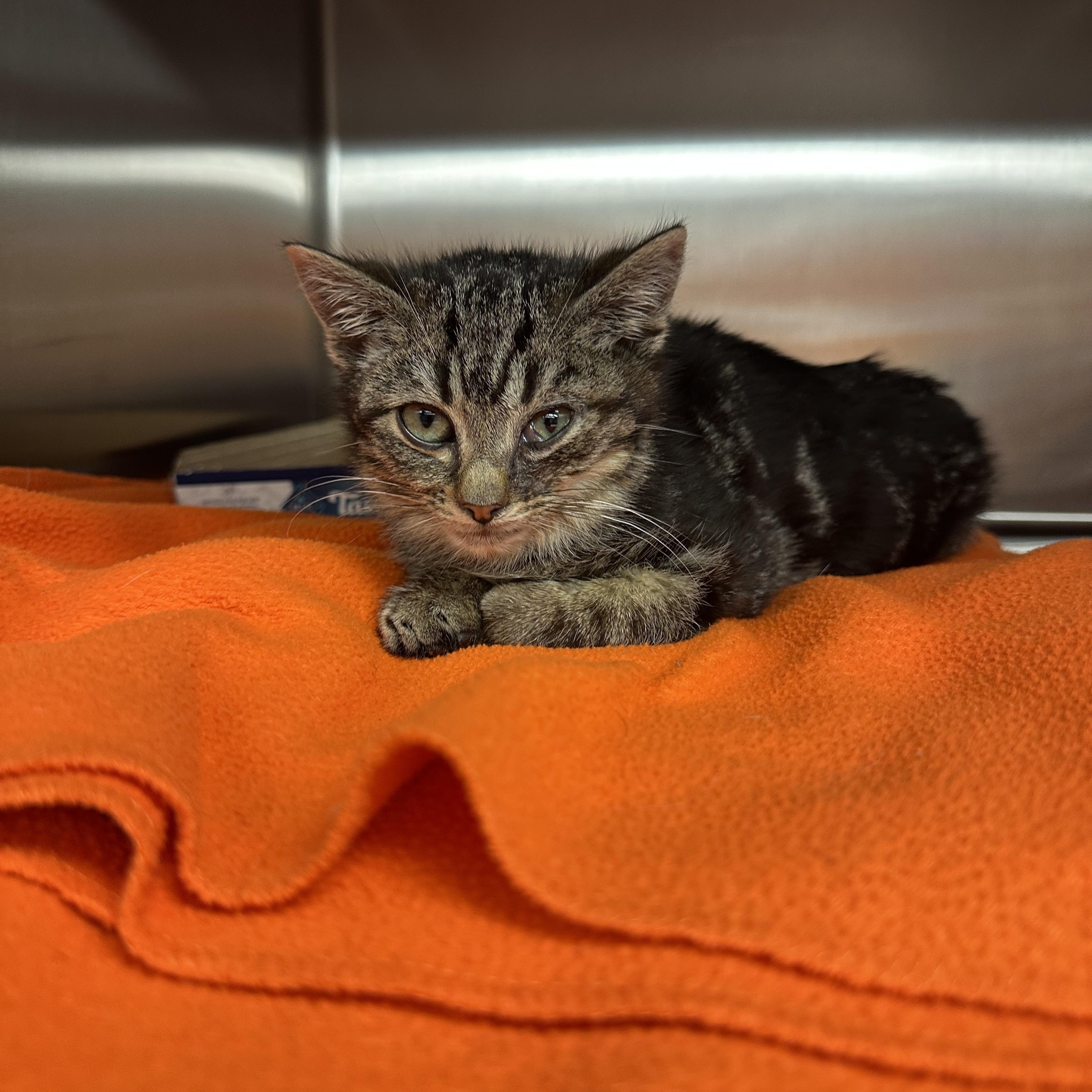 Enlarge Asteroid, a Adoptable American Shorthair in Suffolk, VA image 4/4