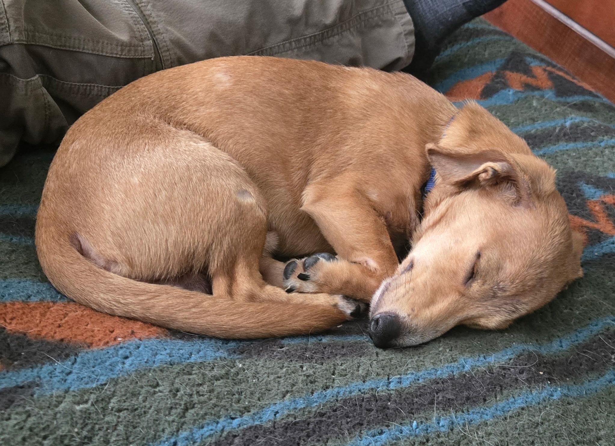 Winston, a ADOPTABLE Miniature Dachshund in Chelsea, AL image 5/6