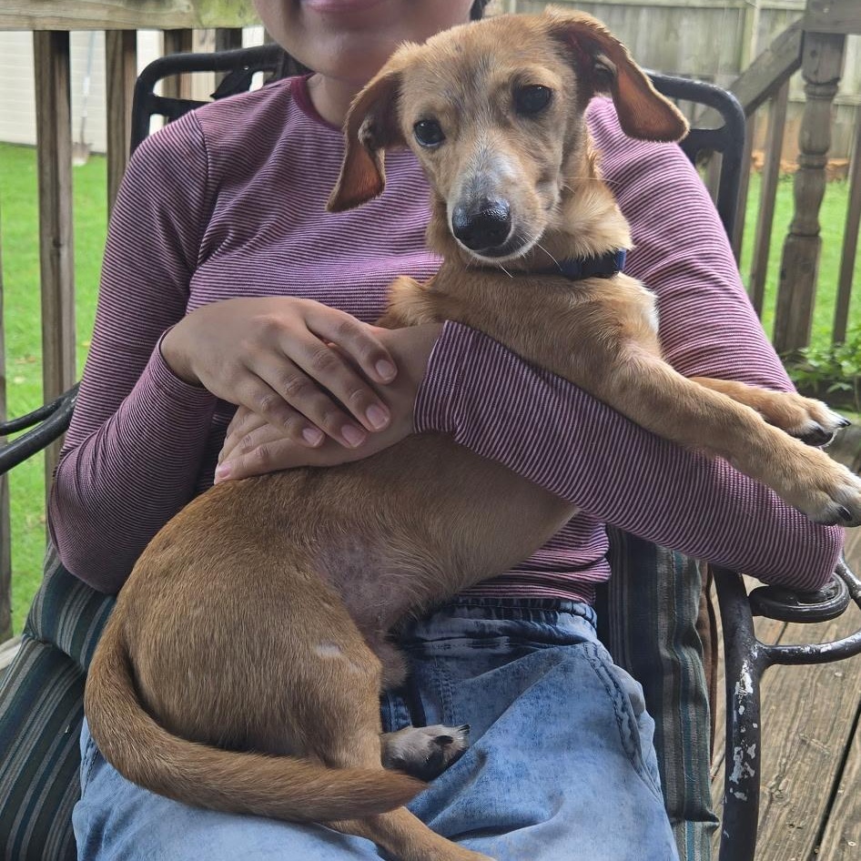 Winston, a ADOPTABLE Miniature Dachshund in Chelsea, AL image 2/6