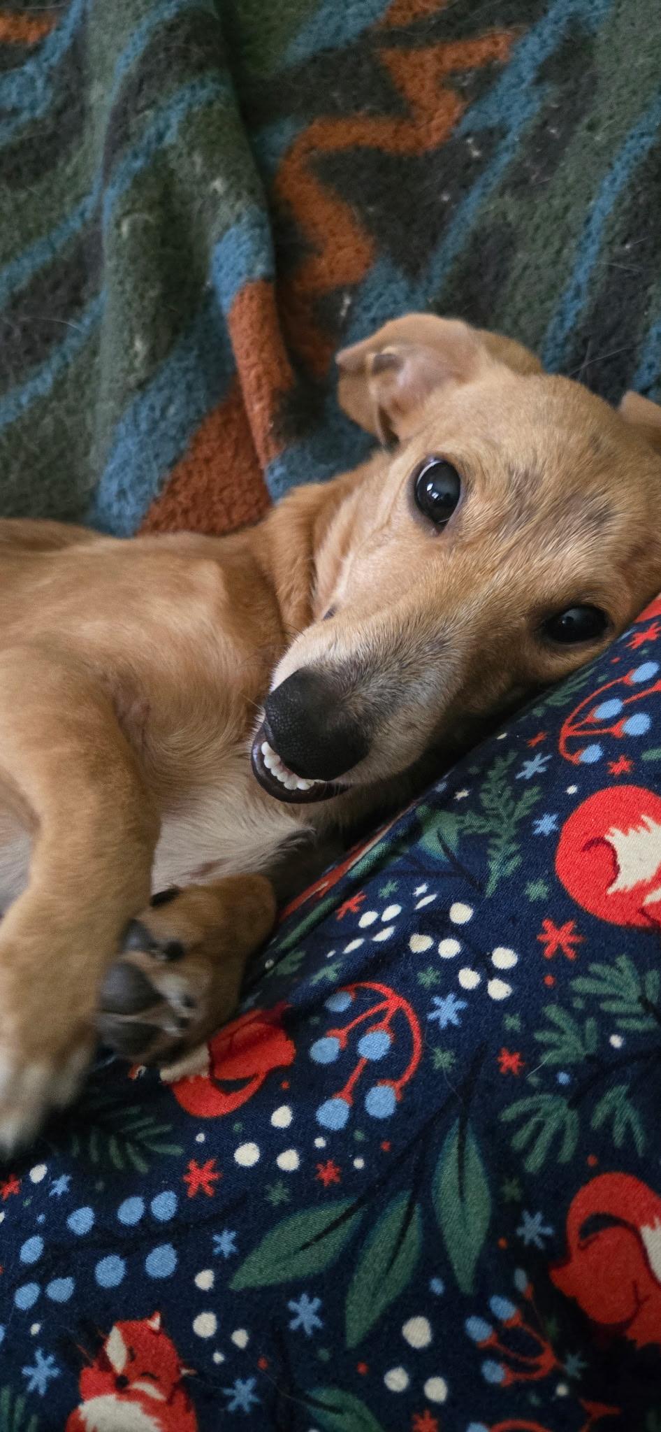 Winston, a ADOPTABLE Miniature Dachshund in Chelsea, AL image 1/6