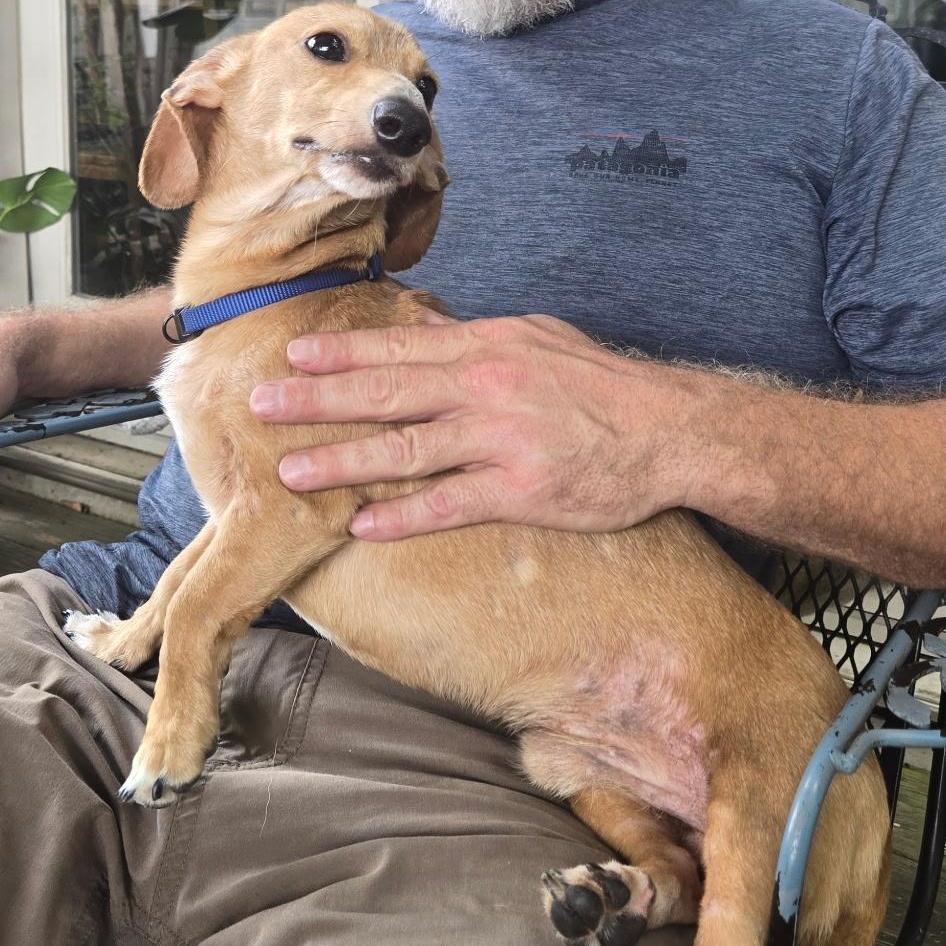 Winston, a ADOPTABLE Miniature Dachshund in Chelsea, AL image 3/6