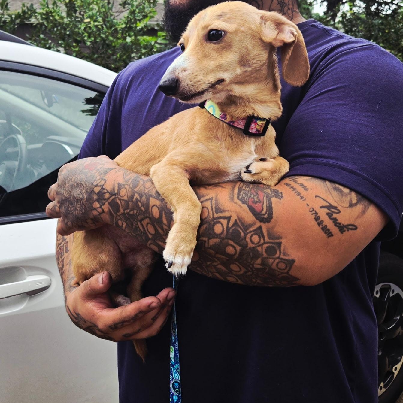 Winston, a ADOPTABLE Miniature Dachshund in Chelsea, AL image 4/6
