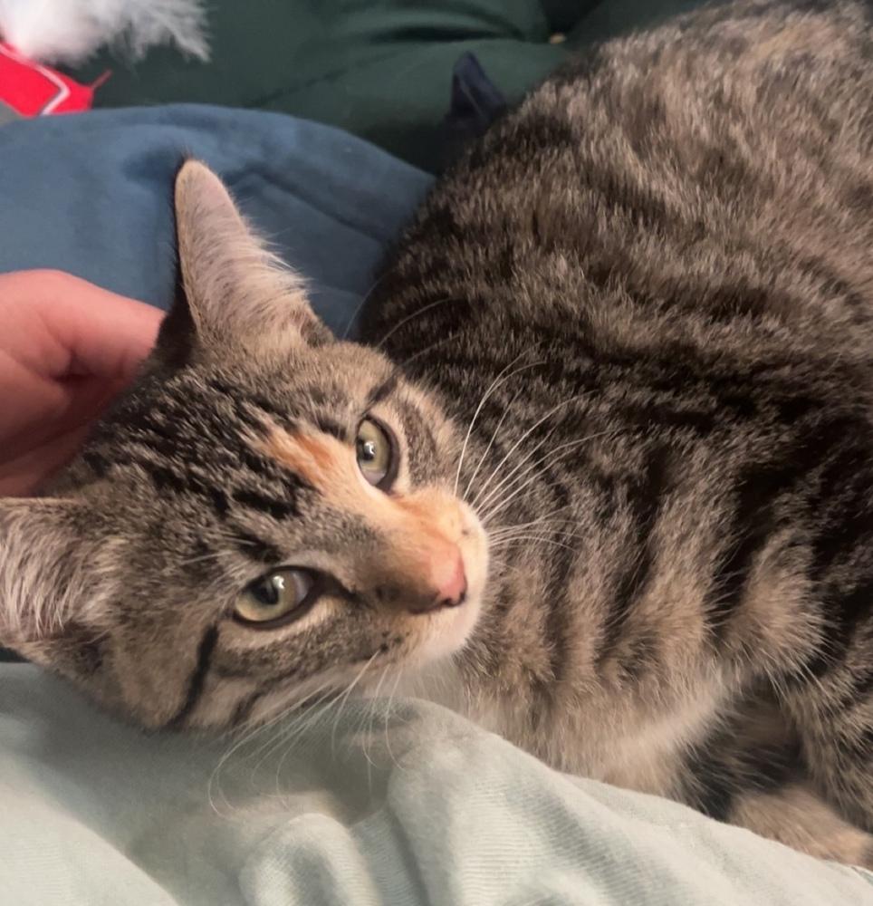 Mocha, Adoptable, Kitten Female Domestic Short Hair.